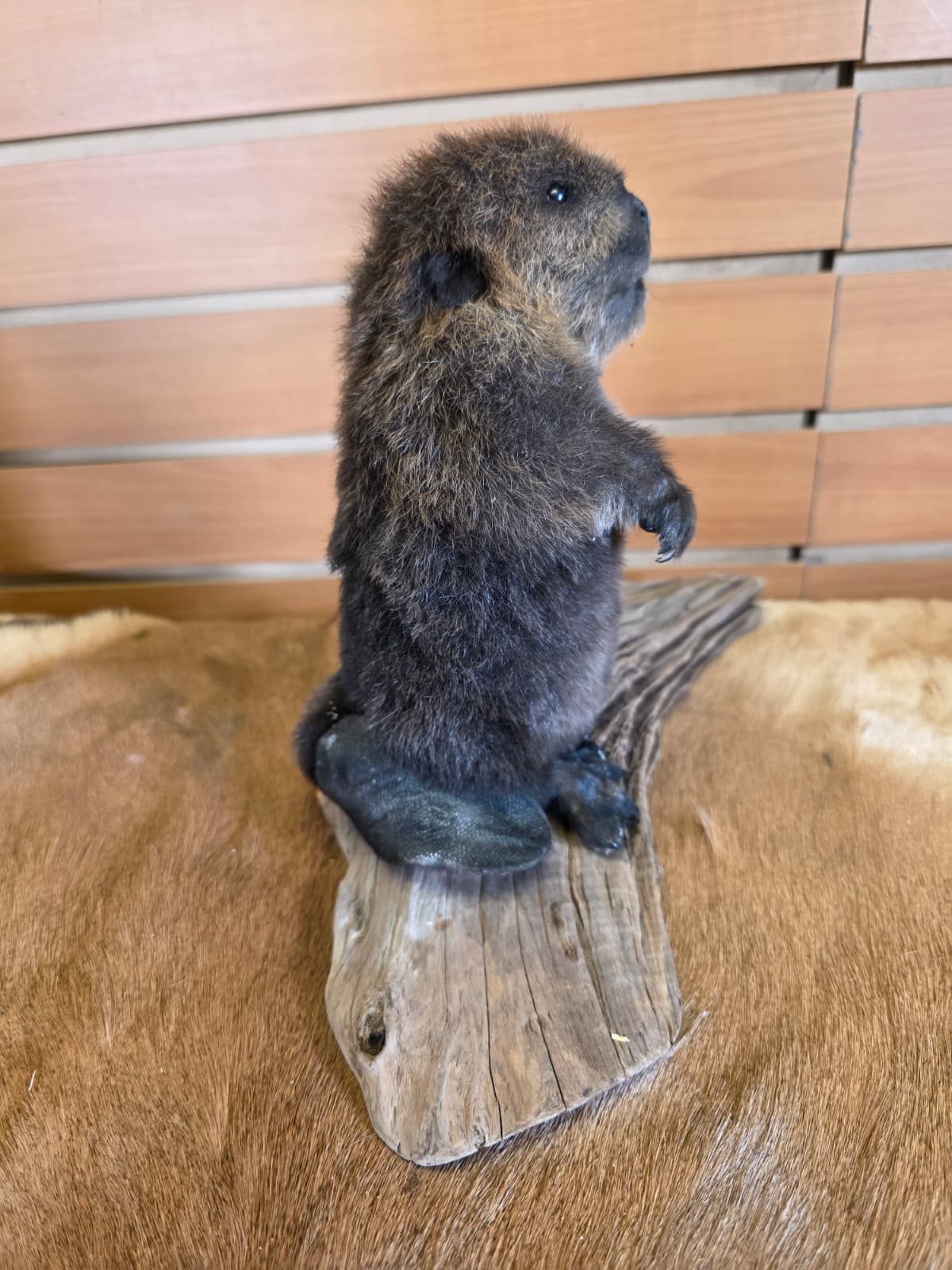 FHCK127 - Baby Beaver Taxidermy Mount