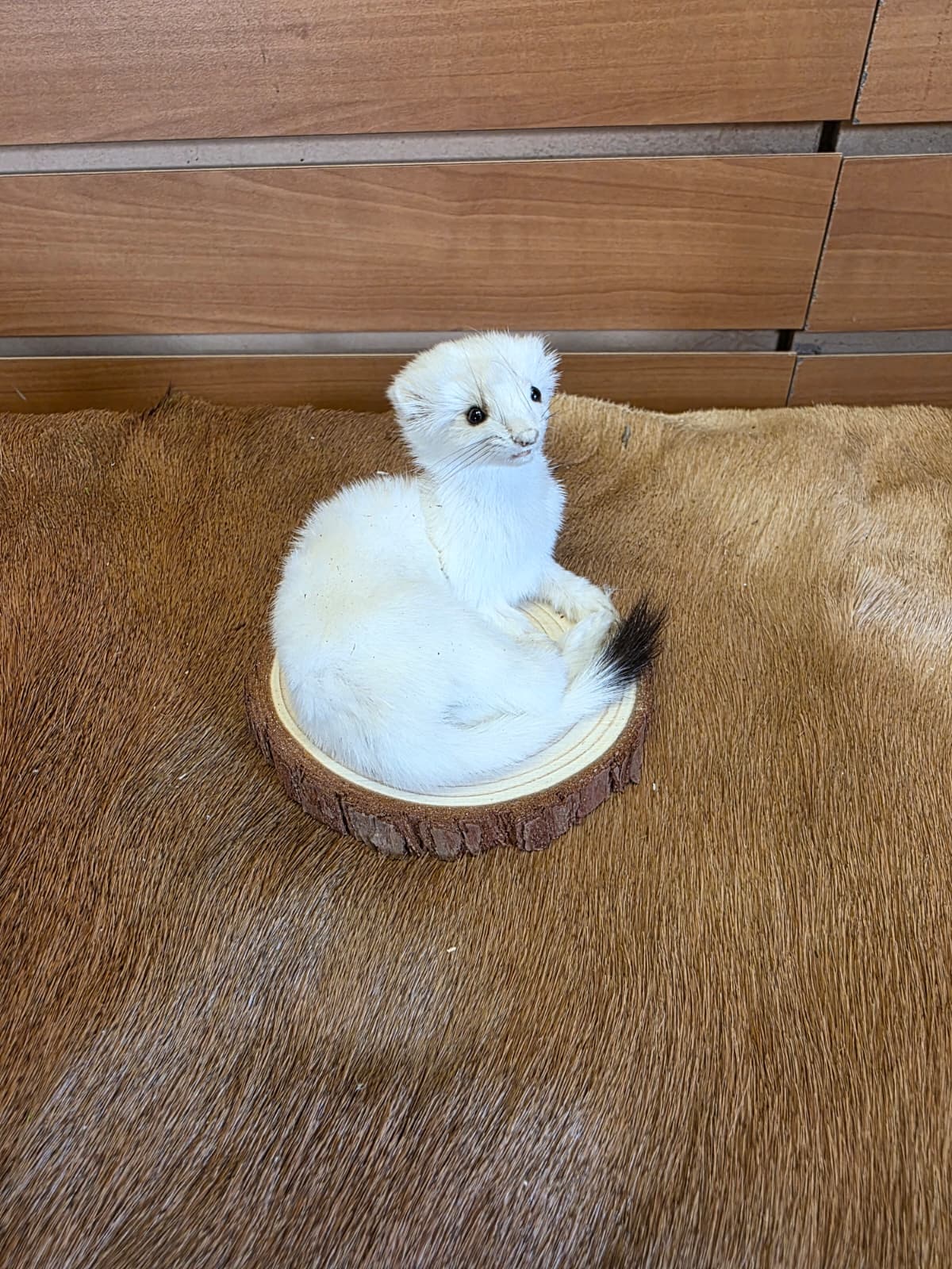 FHCK133 - Beautiful Adorable Weasel Ermine Small Animal Taxidermy
