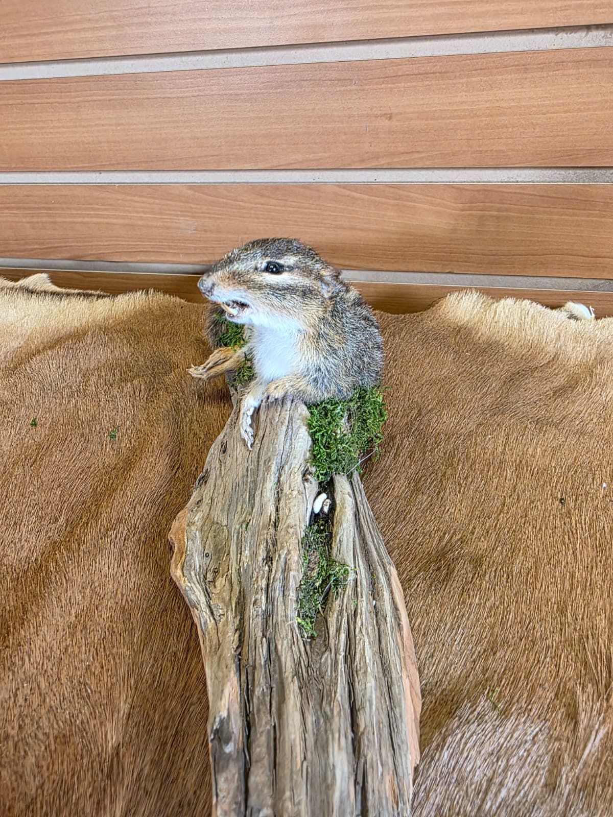 FHCK113 - Chipmunk Taxidermy Mount