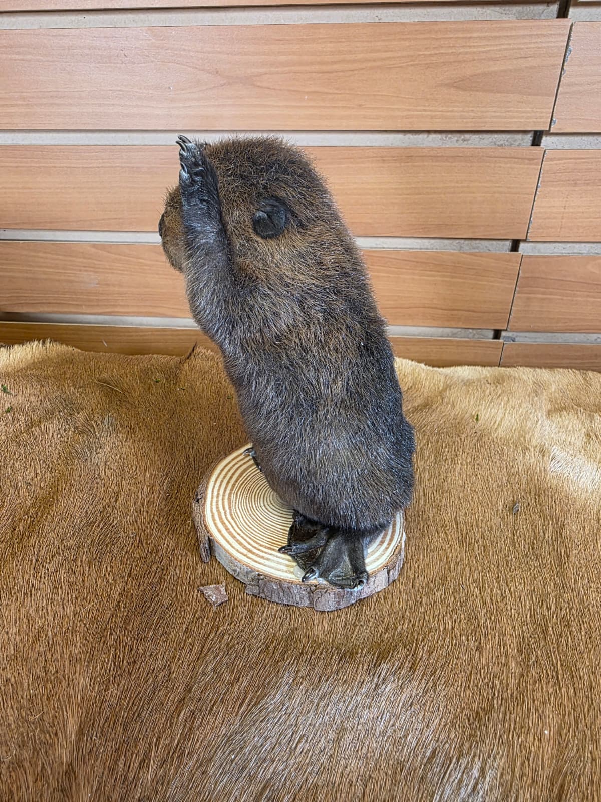 FHCK121 - Baby Beaver Taxidermy Mount