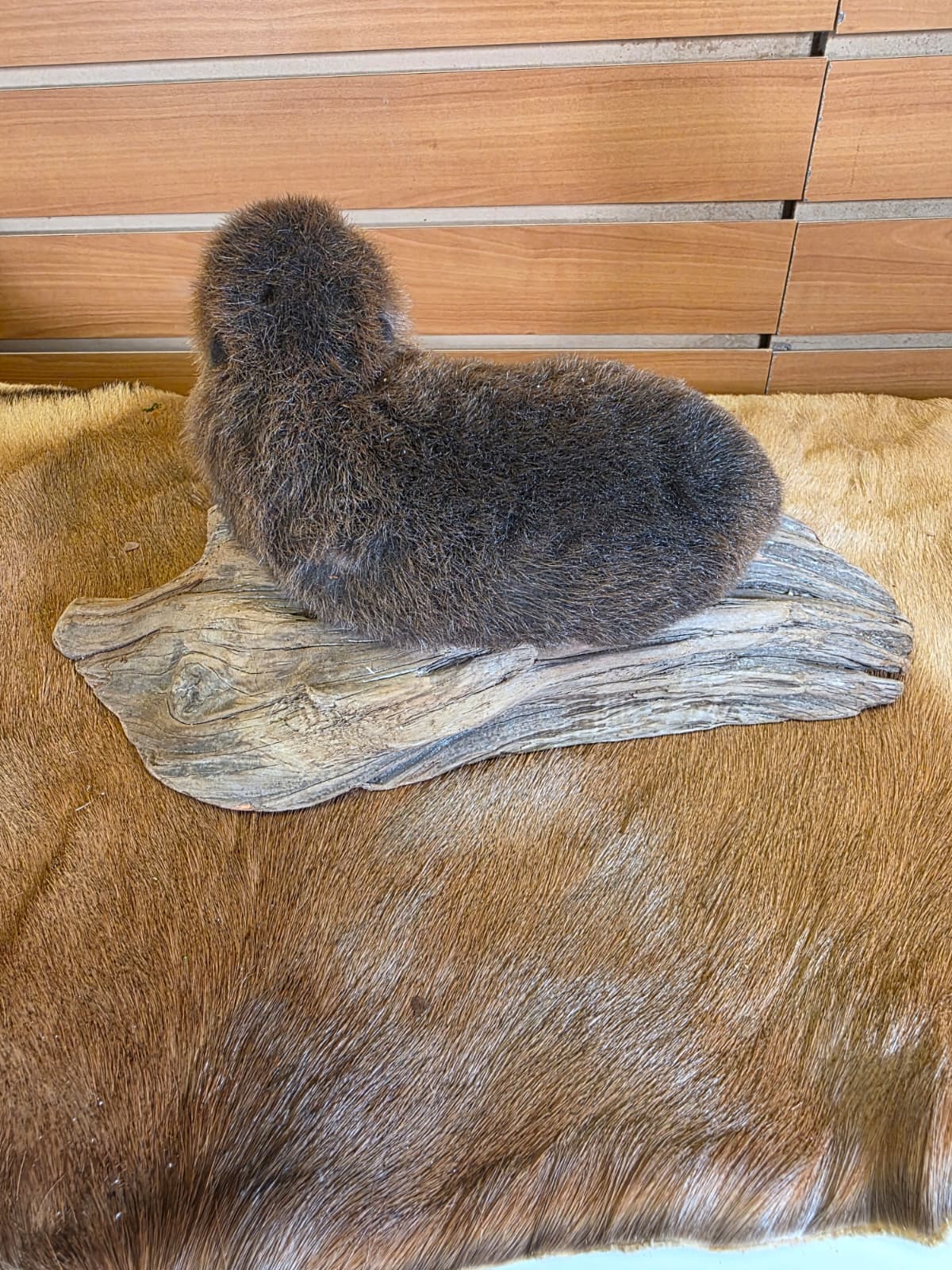FHCK128 - Baby Beaver Taxidermy Mount