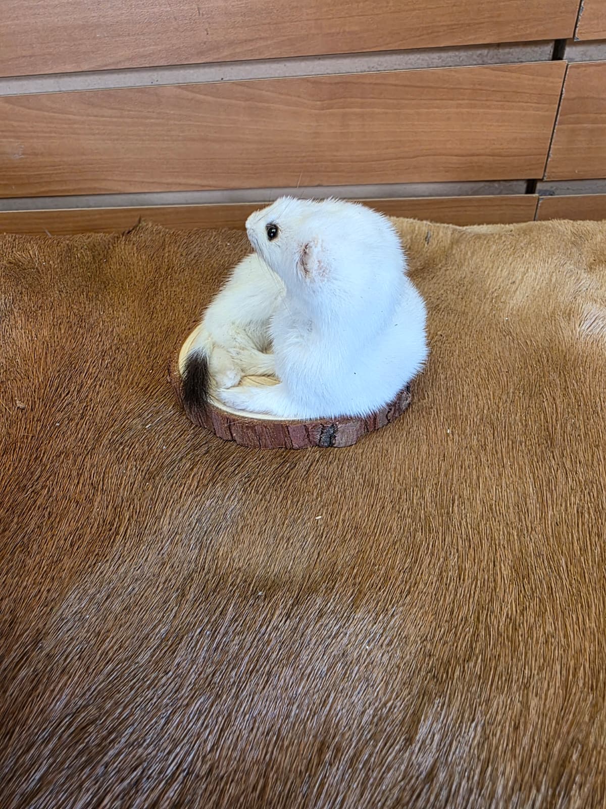 FHCK133 - Beautiful Adorable Weasel Ermine Small Animal Taxidermy