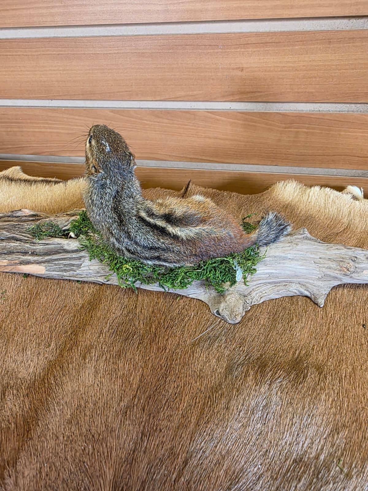 FHCK113 - Chipmunk Taxidermy Mount