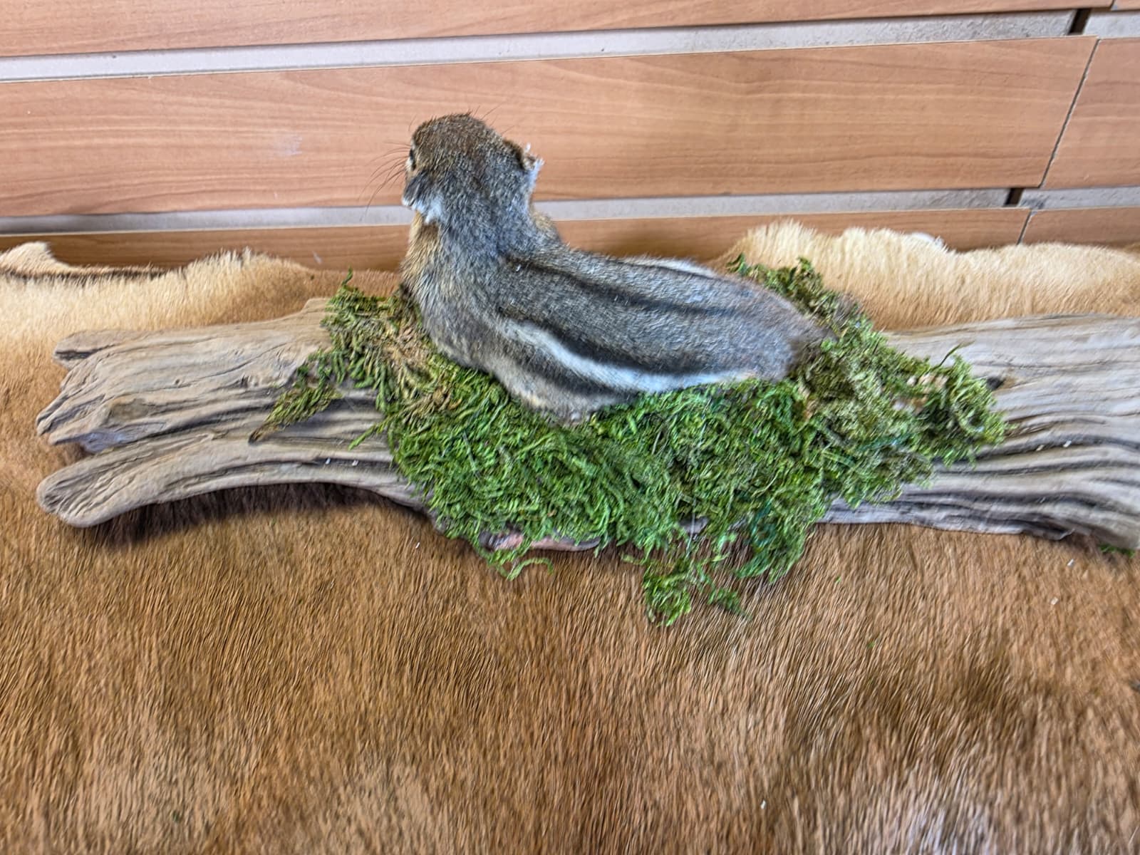 FHCK117 - Chipmunk Taxidermy Mount