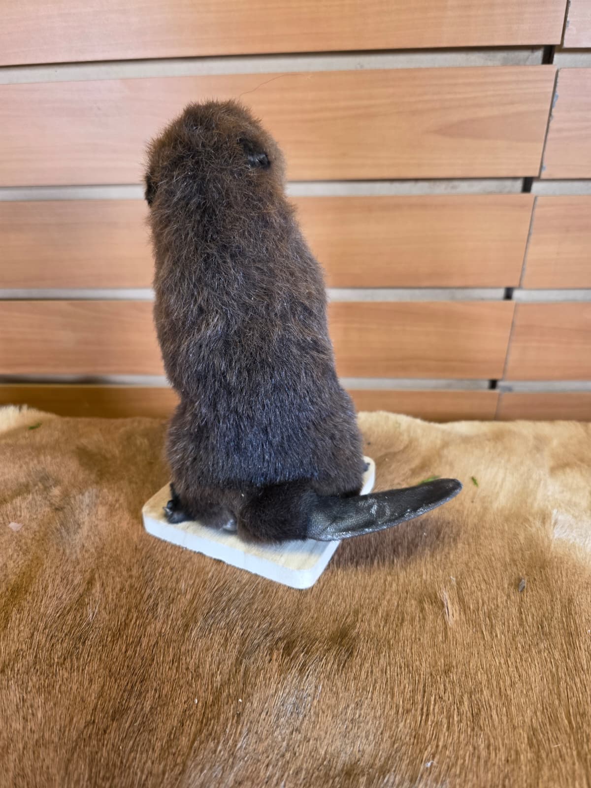 FHCK126 - Baby Beaver Taxidermy Mount