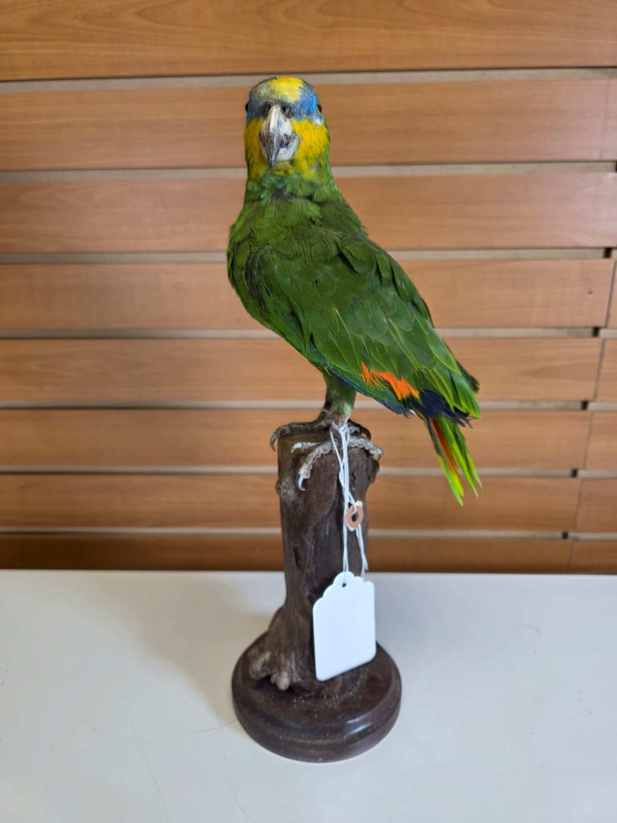 FHBIRD4 - Yellow-headed Amazon Taxidermy Mount