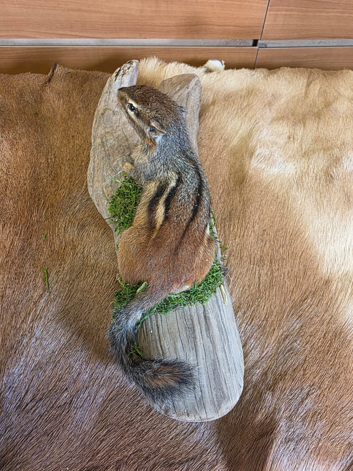 FHCK118 - Chipmunk Taxidermy Mount