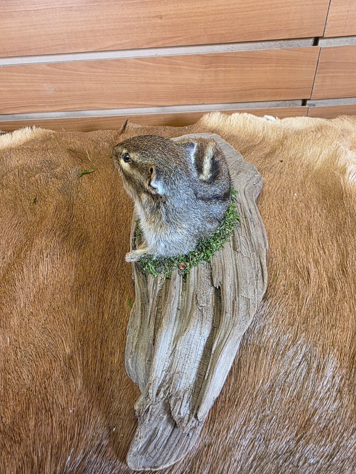 FHCK114 - Chipmunk Taxidermy Mount