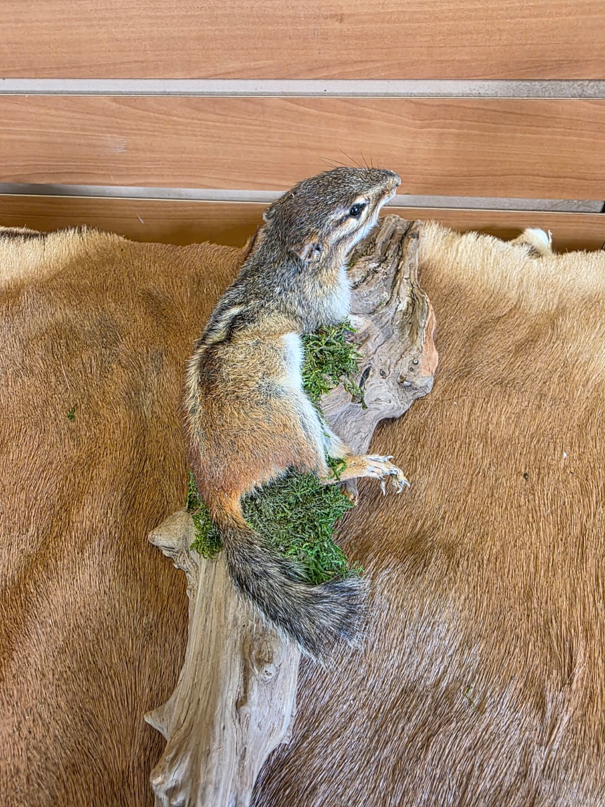 FHCK113 - Chipmunk Taxidermy Mount