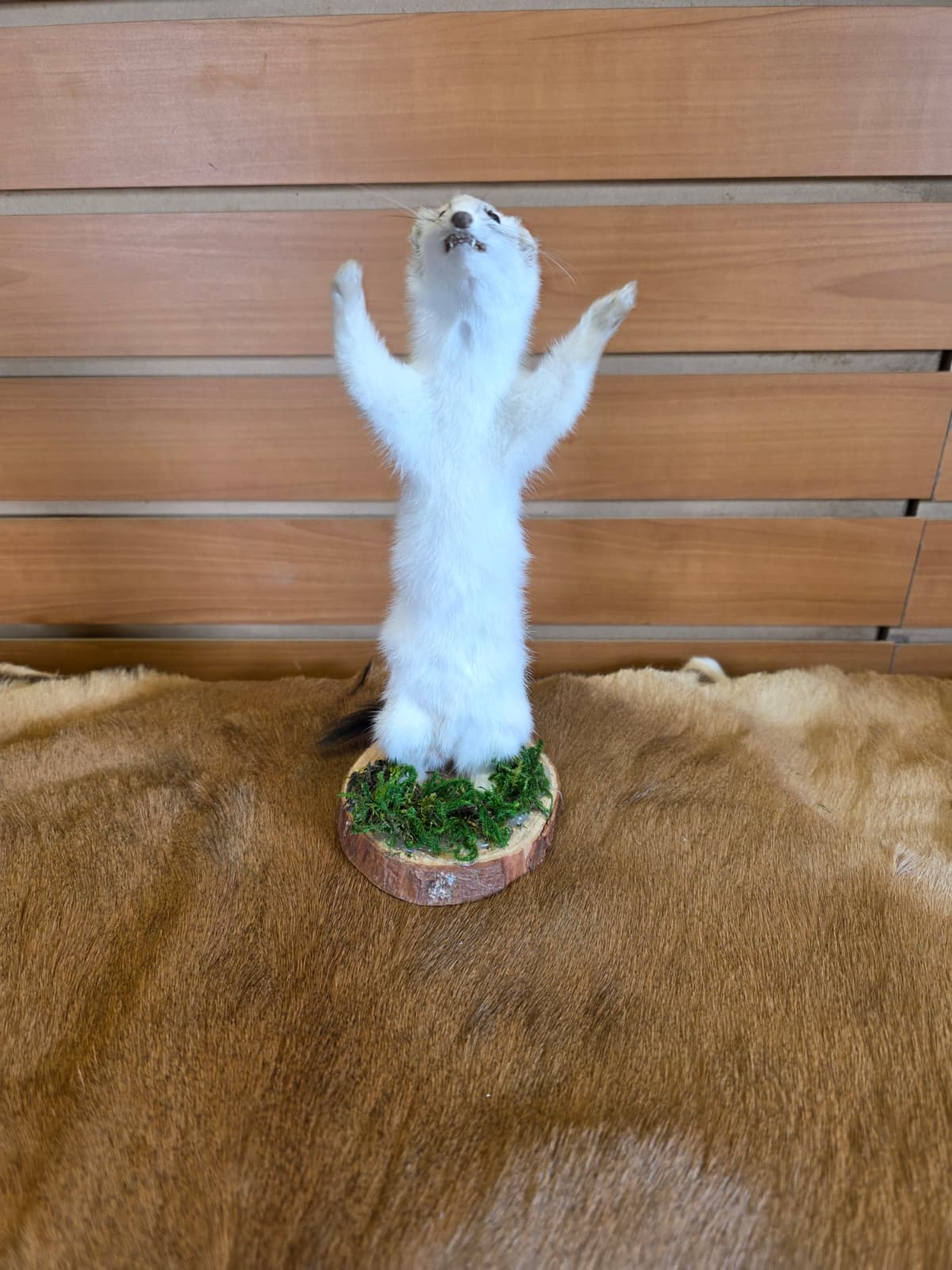 FHCK90 - Beautiful Adorable Weasel Ermine Small Animal Taxidermy