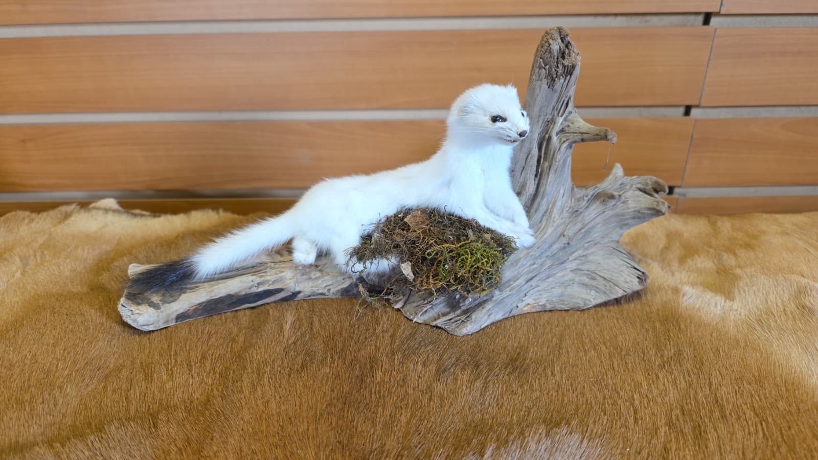 FHCK96 - Beautiful Adorable Weasel Ermine Small Animal Taxidermy