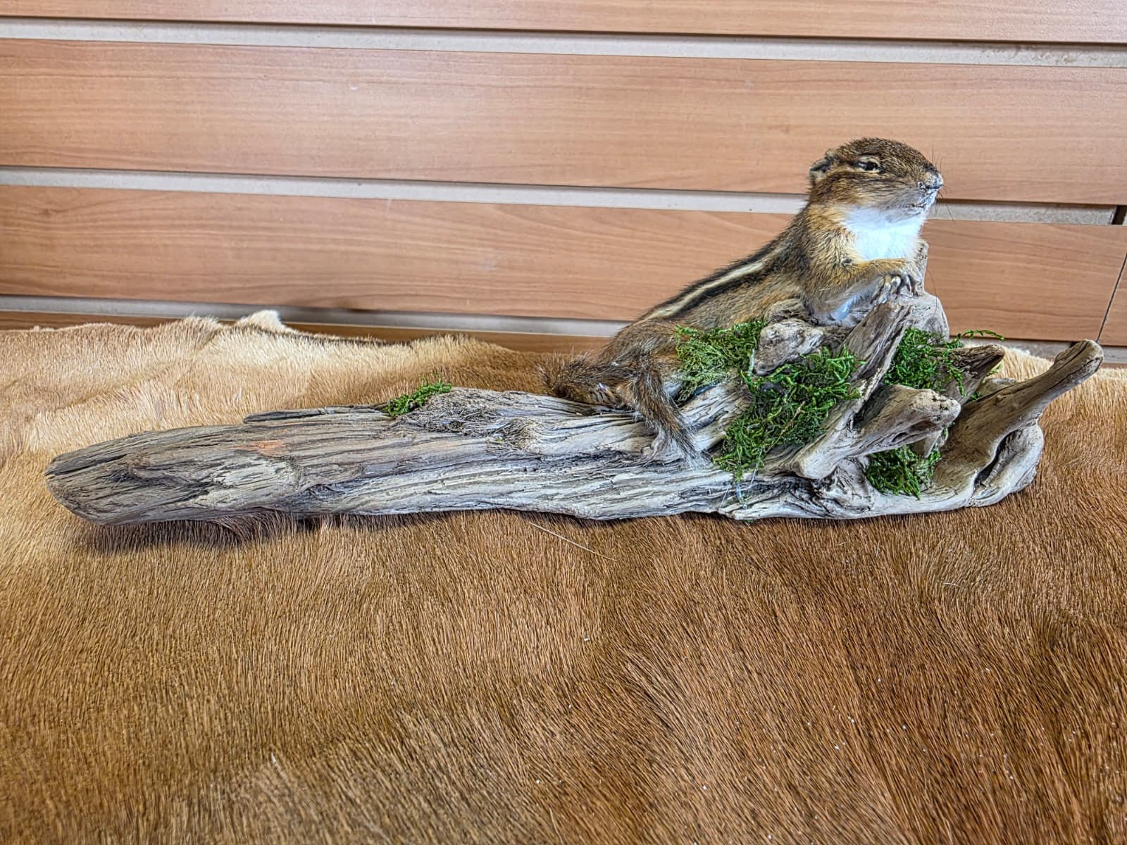 FHCK109 - Chipmunk Taxidermy Mount