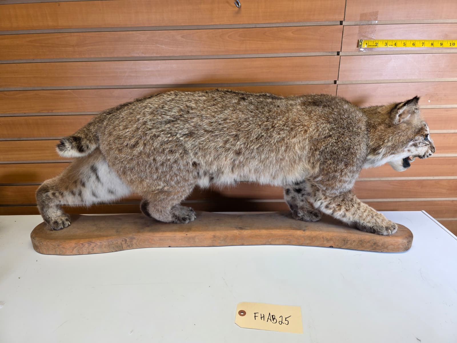 FHAB25 - Bobcat Taxidermy Mount
