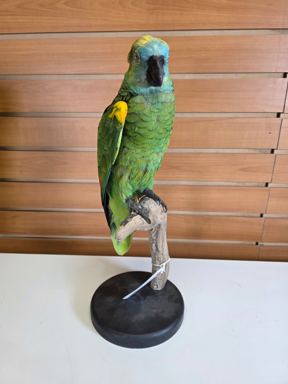 FHBIRD2 - Yellow-headed Amazon Taxidermy Mount