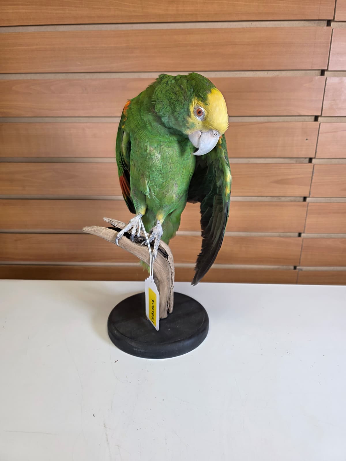FHBIRD1 - Yellow-headed Amazon Taxidermy Mount