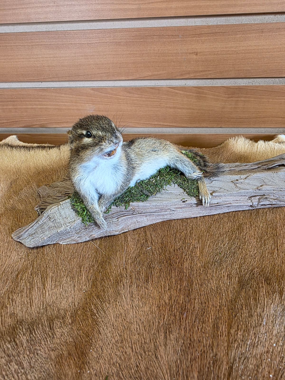 FHCK110 - Chipmunk Taxidermy Mount