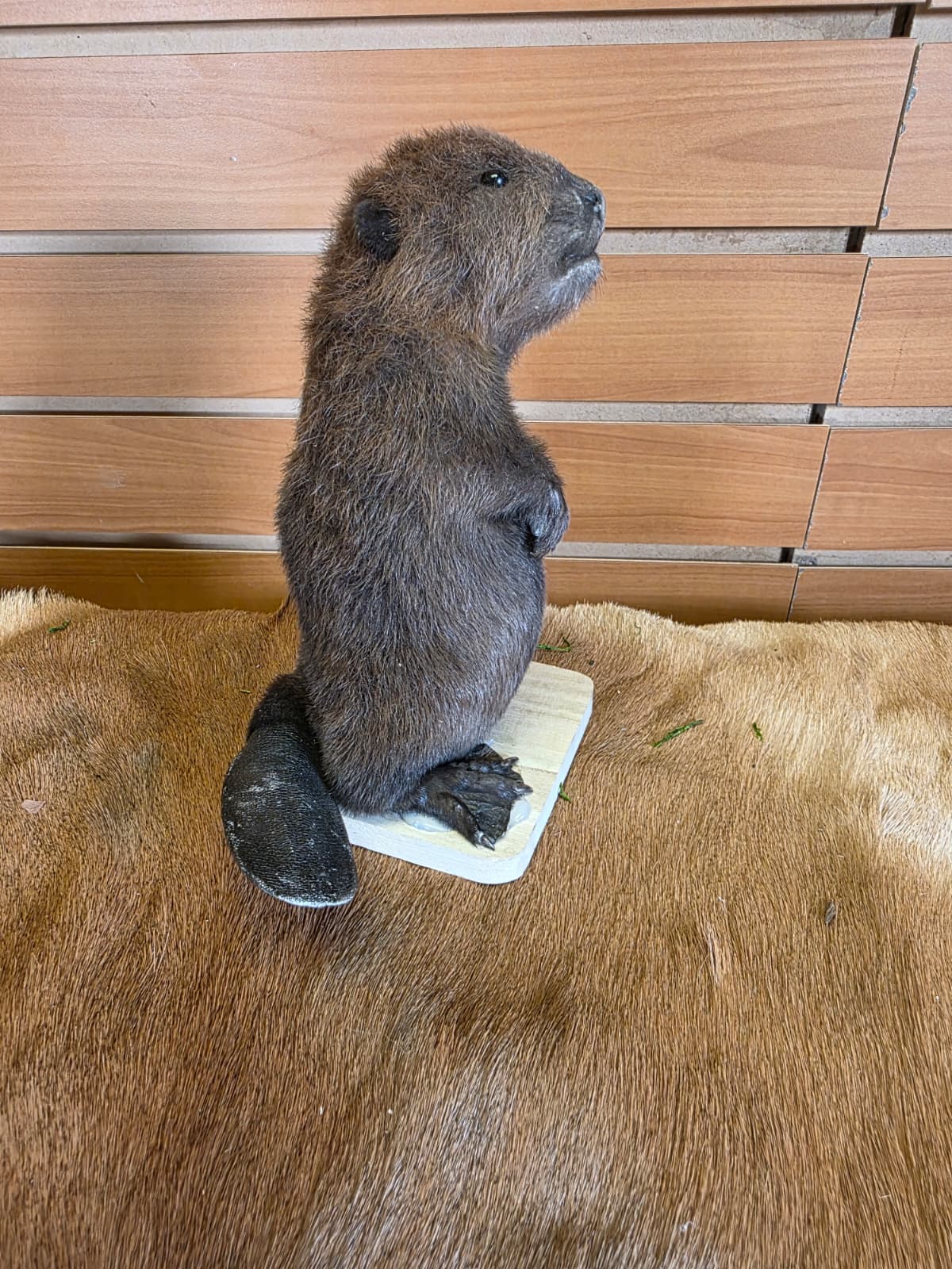 FHCK126 - Baby Beaver Taxidermy Mount