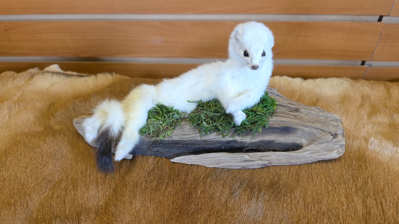 FHCK97 - Beautiful Adorable Weasel Ermine Small Animal Taxidermy