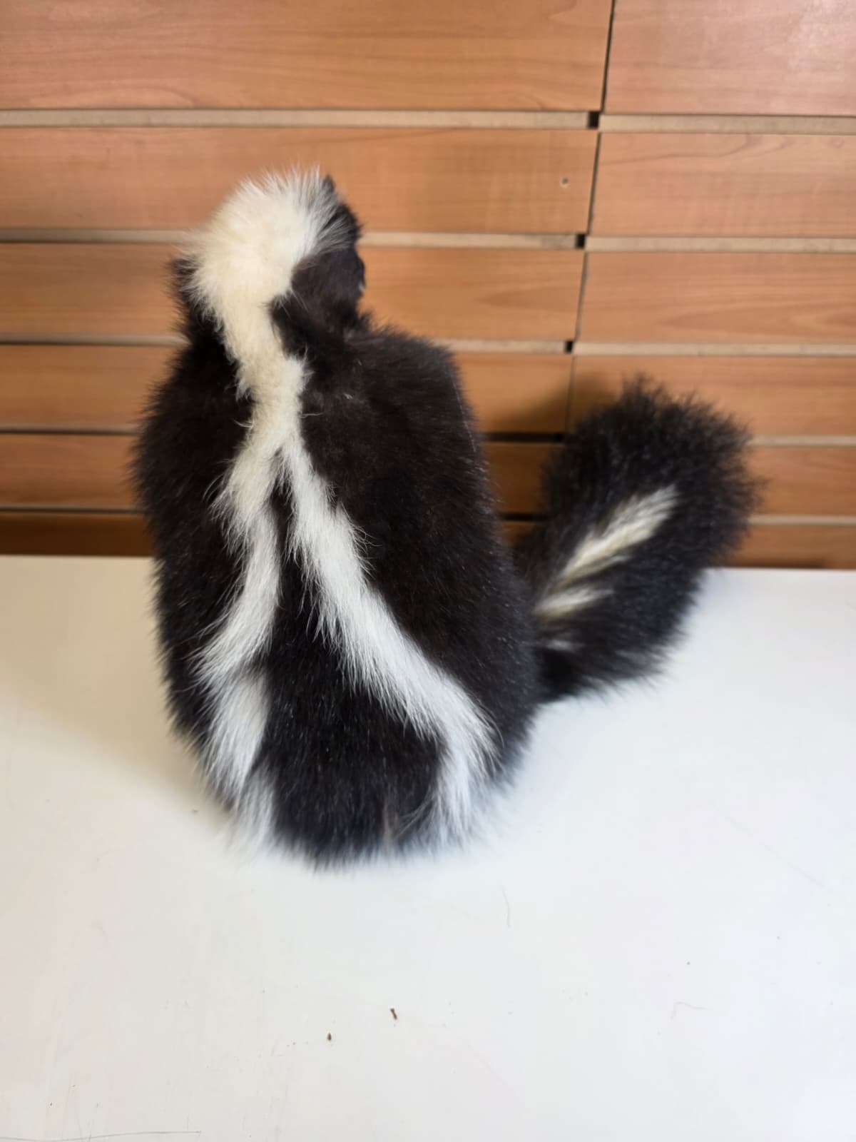 KMSK43 - Full-Body Skunk Taxidermy Mount