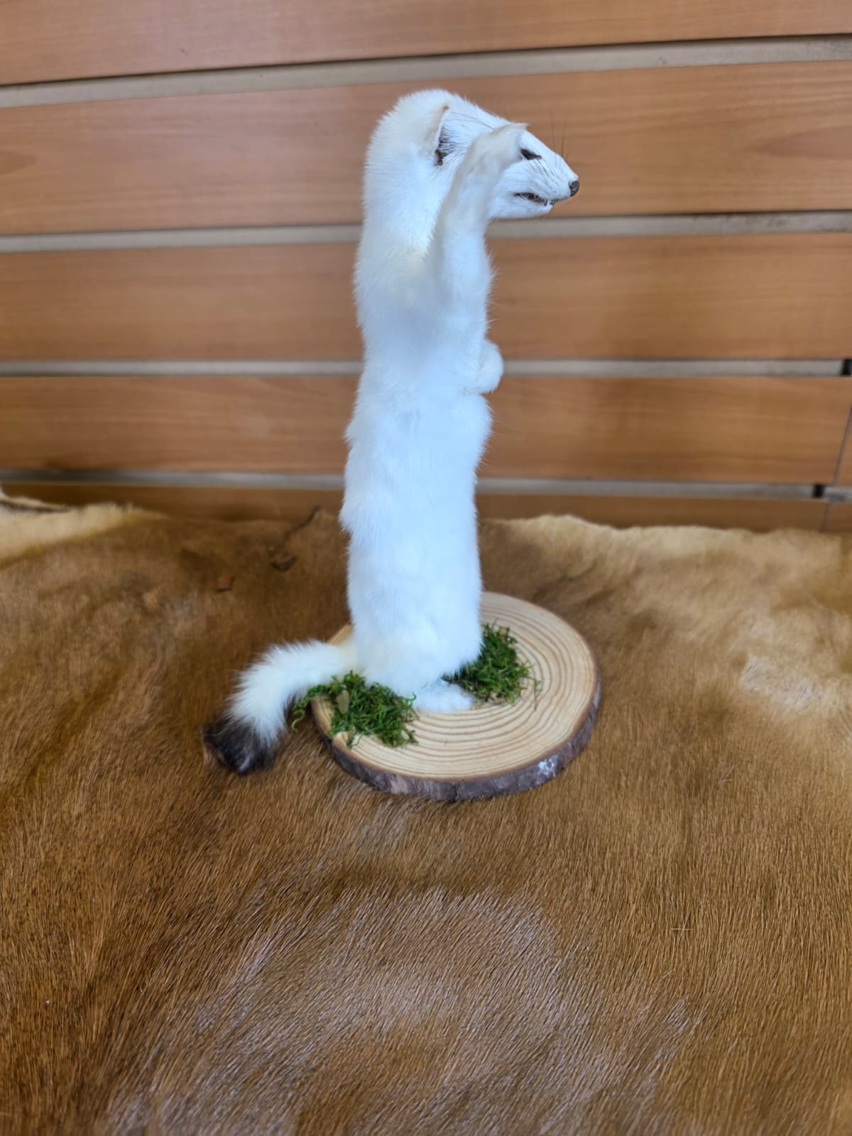 FHCK101 - Beautiful Adorable Weasel Ermine Small Animal Taxidermy