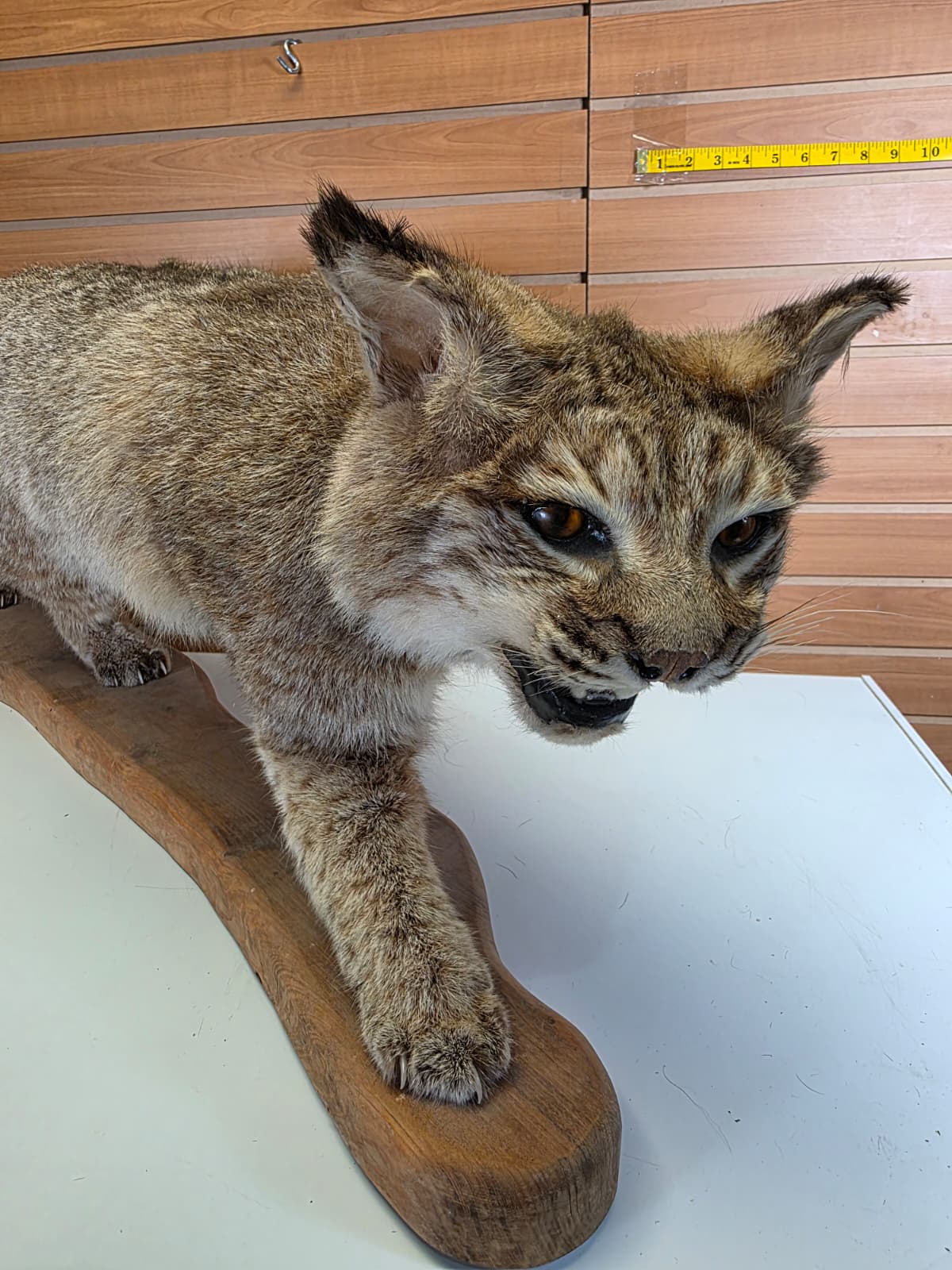 FHAB25 - Bobcat Taxidermy Mount