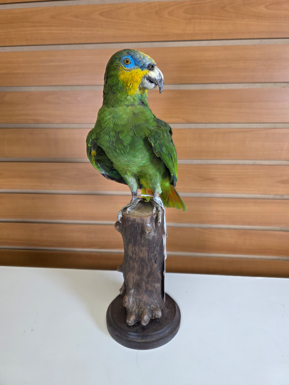 FHBIRD4 - Yellow-headed Amazon Taxidermy Mount