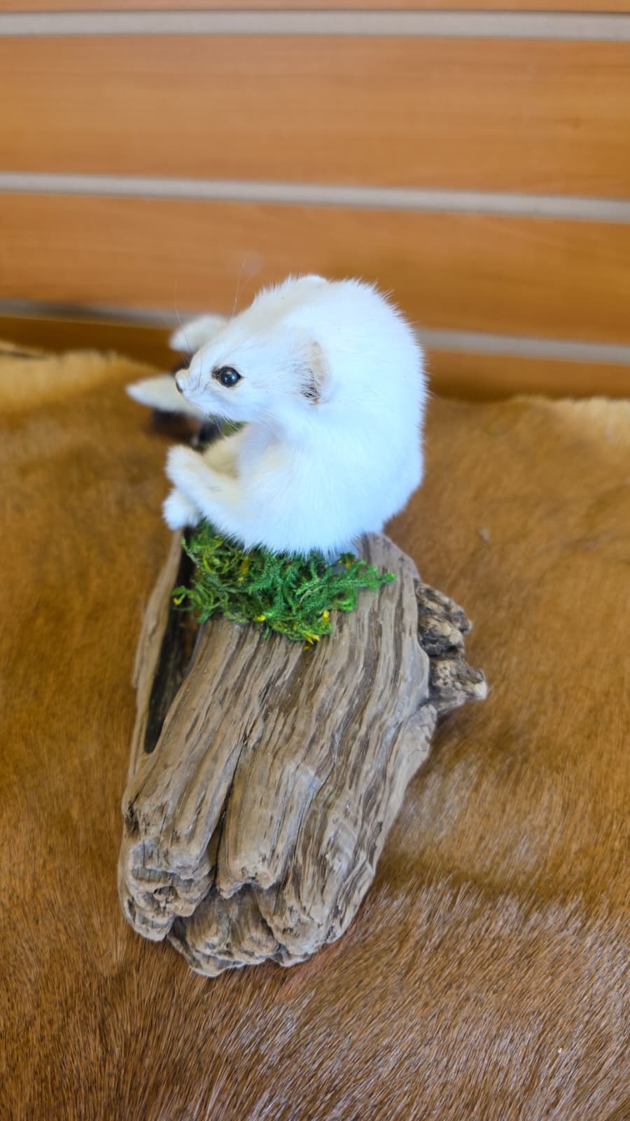 FHCK97 - Beautiful Adorable Weasel Ermine Small Animal Taxidermy