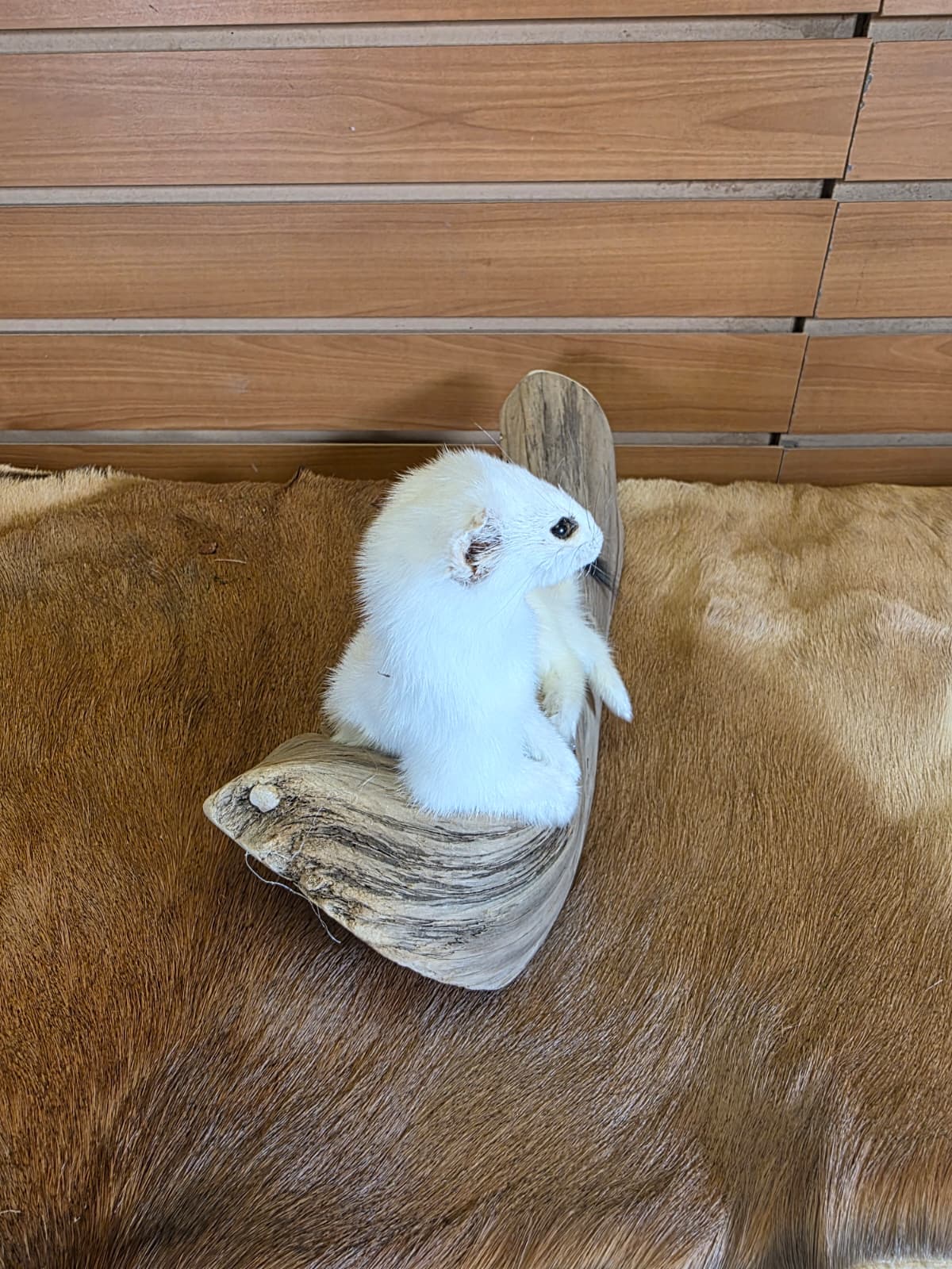 FHCK107 - Beautiful Adorable Weasel Ermine Small Animal Taxidermy