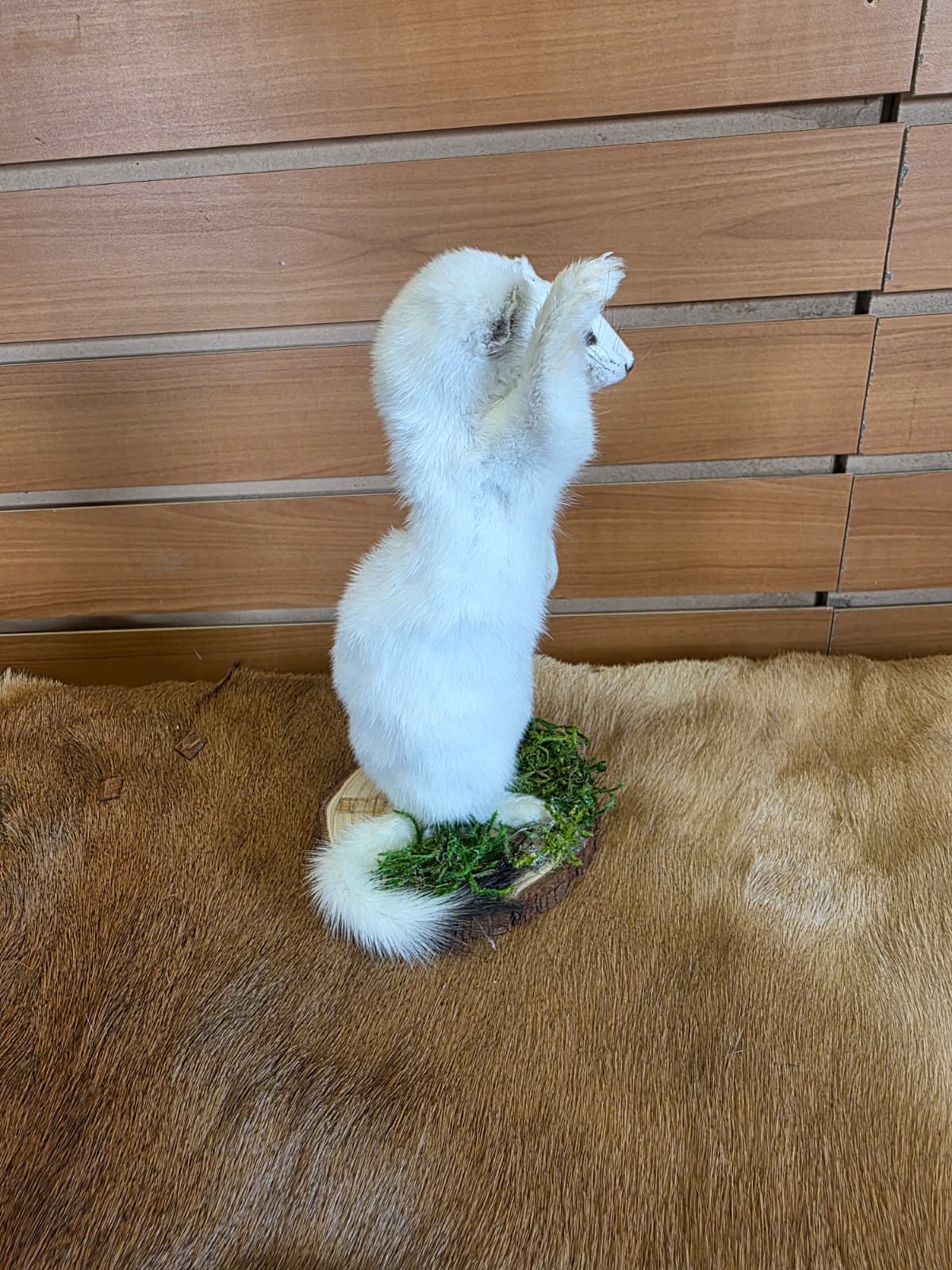 FHCK103 - Beautiful Adorable Weasel Ermine Small Animal Taxidermy
