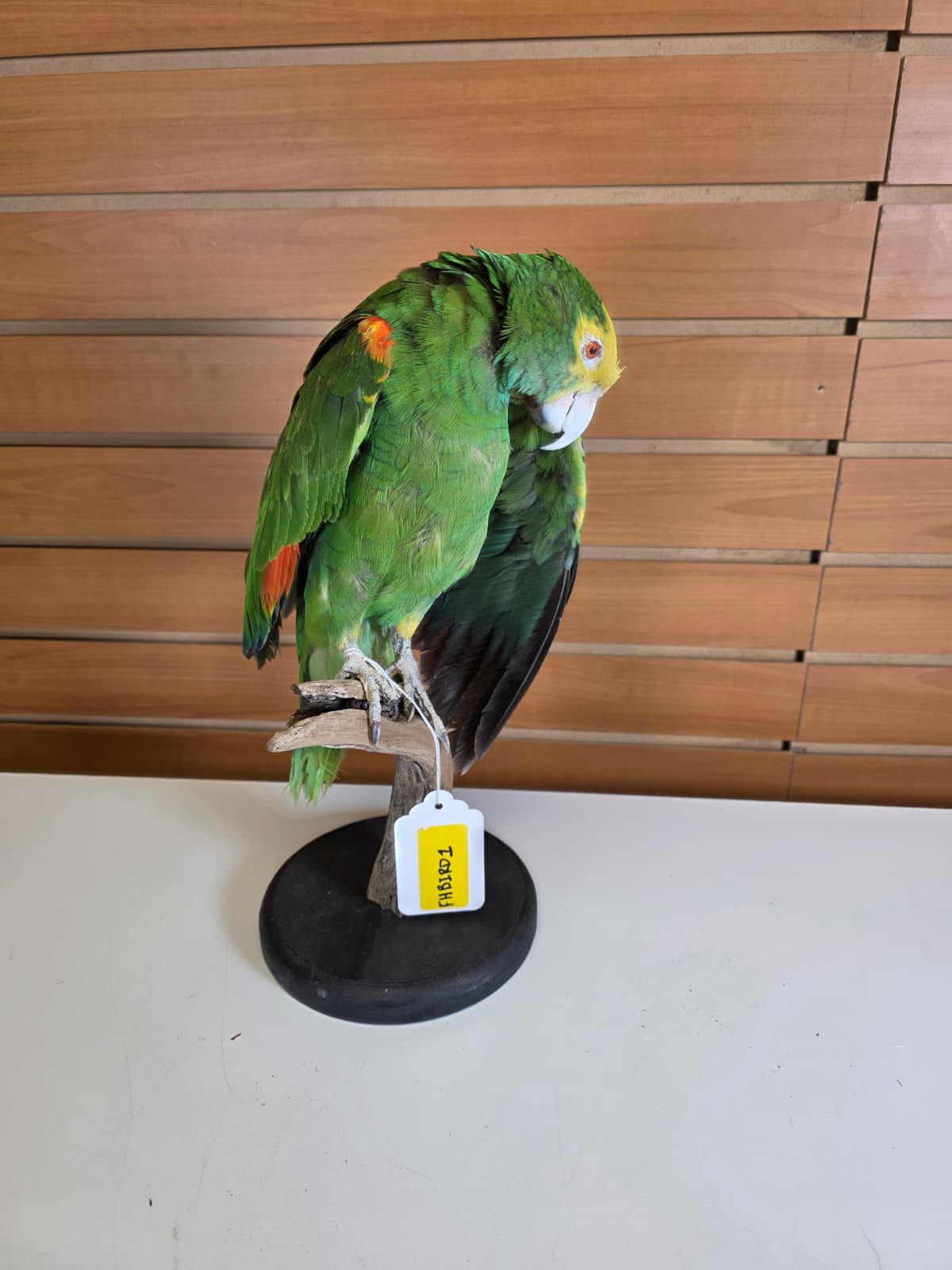 FHBIRD1 - Yellow-headed Amazon Taxidermy Mount