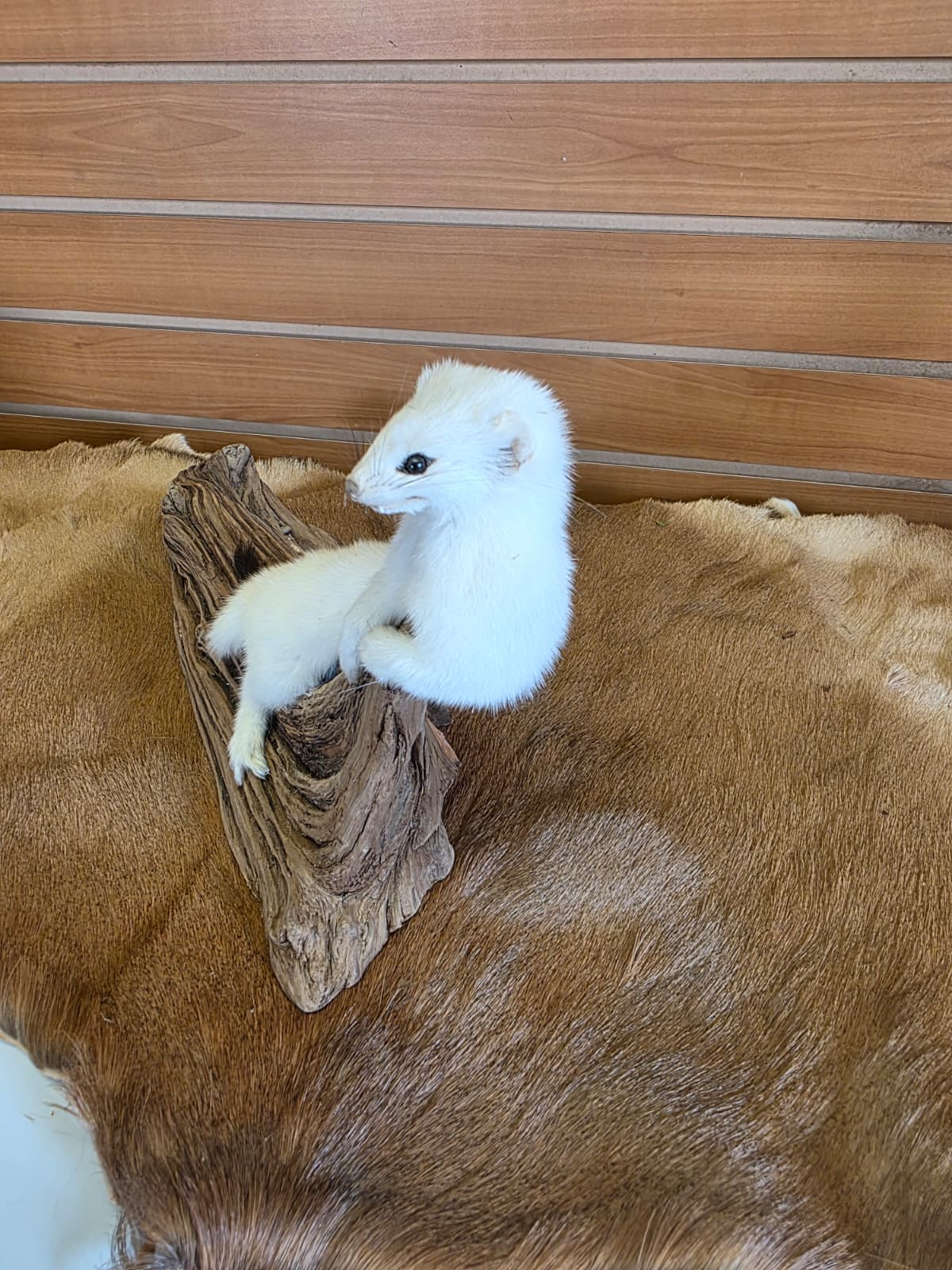 FHCK93 - Beautiful Adorable Weasel Ermine Small Animal Taxidermy