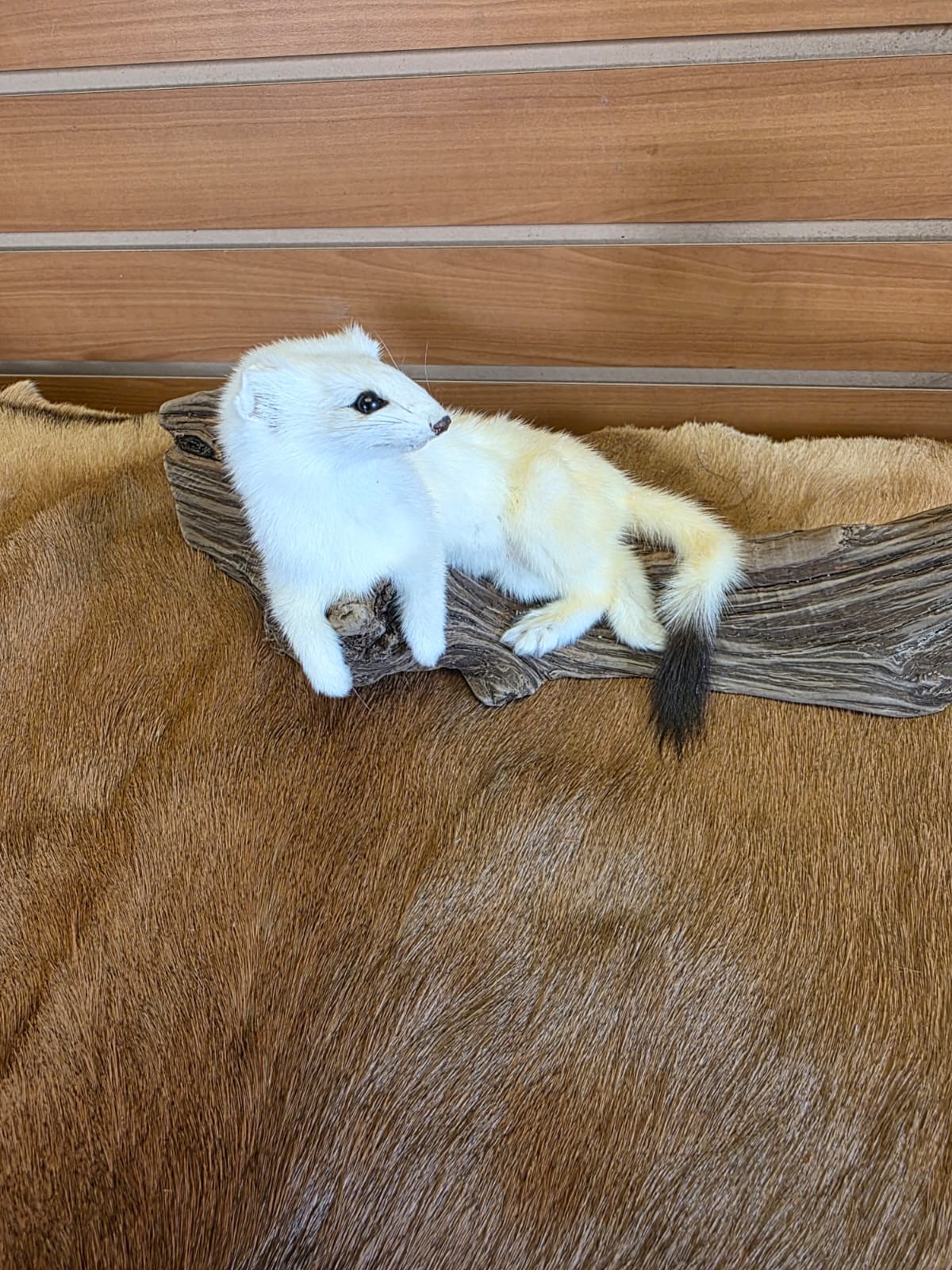 FHCK106 - Beautiful Adorable Weasel Ermine Small Animal Taxidermy