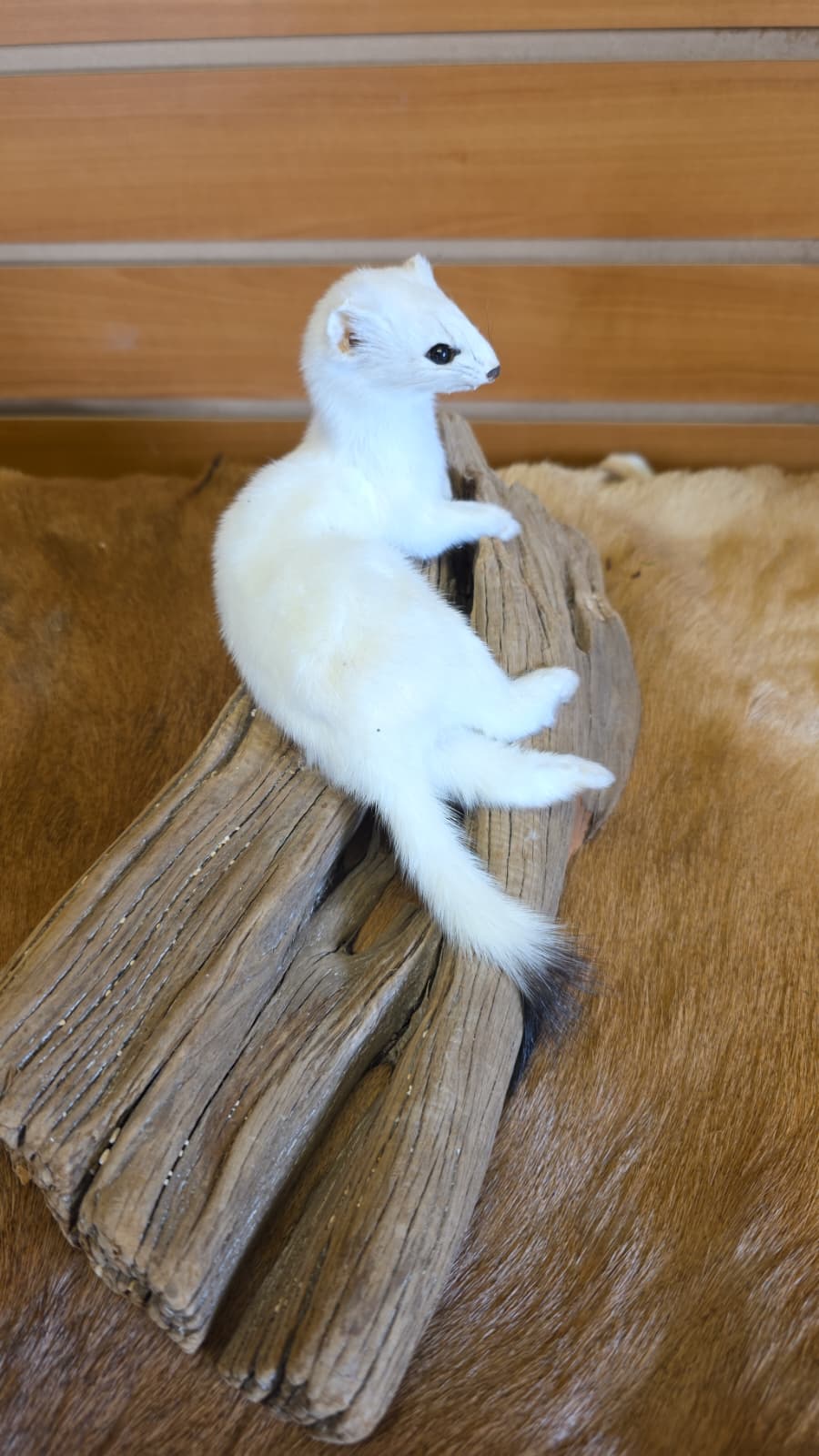 FHCK95 - Beautiful Adorable Weasel Ermine Small Animal Taxidermy