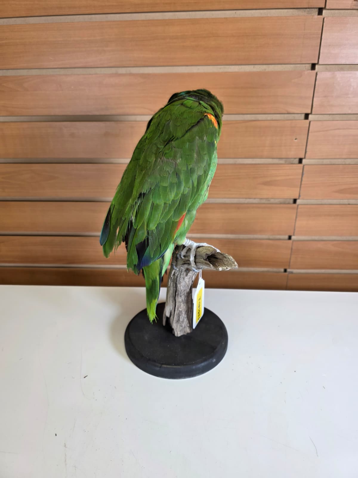 FHBIRD1 - Yellow-headed Amazon Taxidermy Mount