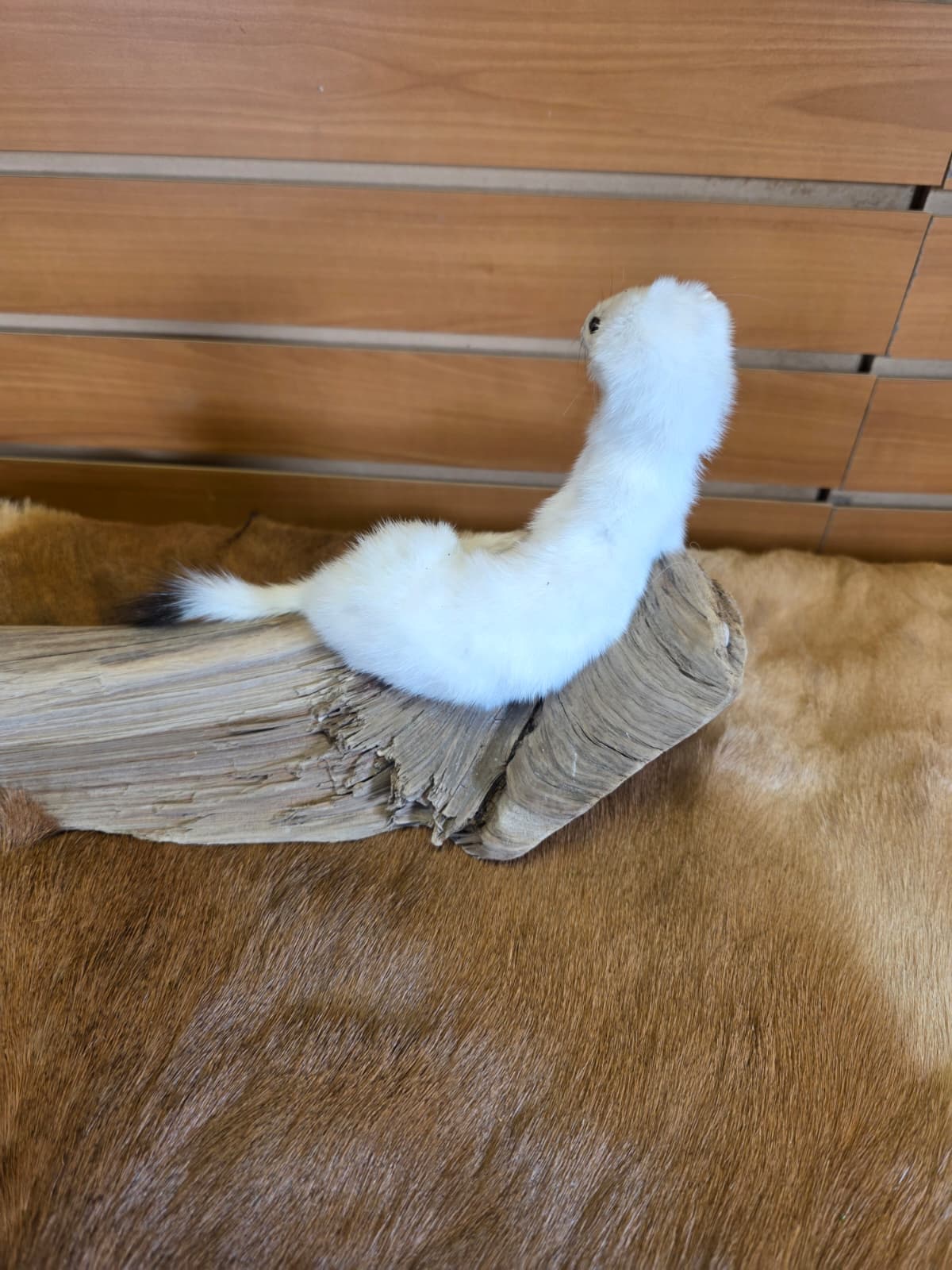 FHCK107 - Beautiful Adorable Weasel Ermine Small Animal Taxidermy