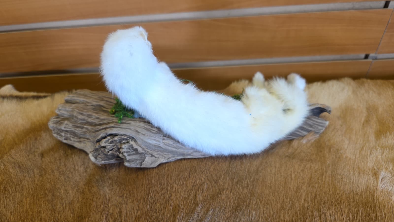 FHCK97 - Beautiful Adorable Weasel Ermine Small Animal Taxidermy