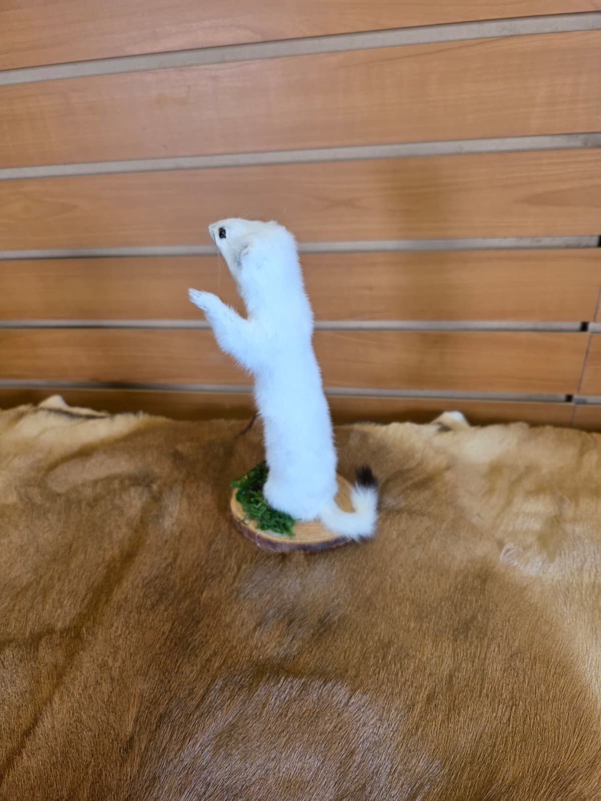 FHCK90 - Beautiful Adorable Weasel Ermine Small Animal Taxidermy