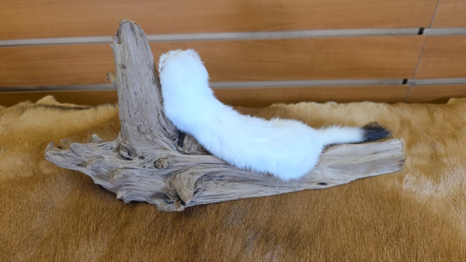 FHCK96 - Beautiful Adorable Weasel Ermine Small Animal Taxidermy