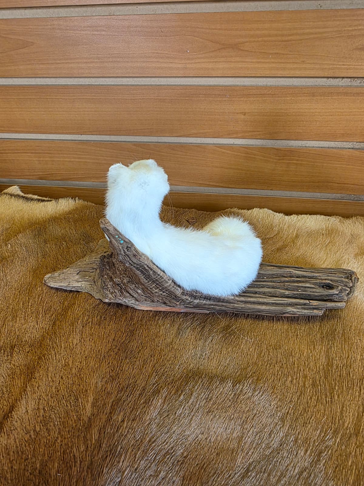 FHCK104 - Beautiful Adorable Weasel Ermine Small Animal Taxidermy