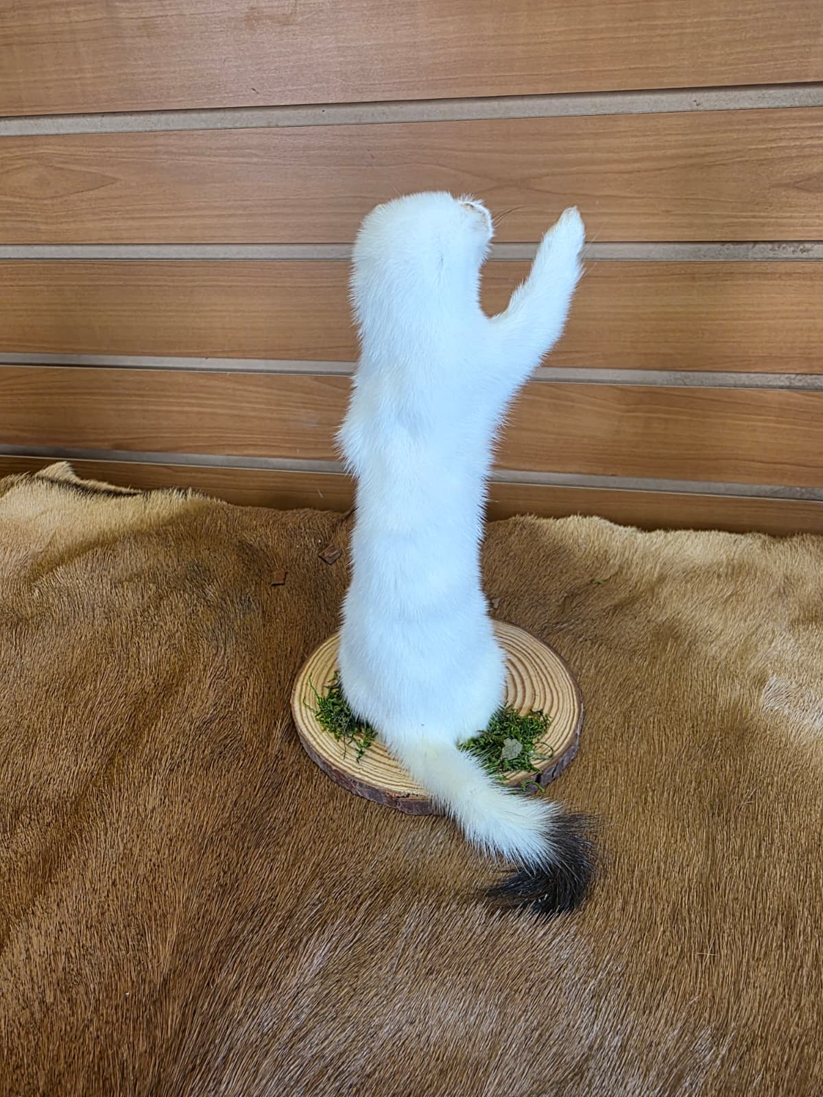 FHCK101 - Beautiful Adorable Weasel Ermine Small Animal Taxidermy