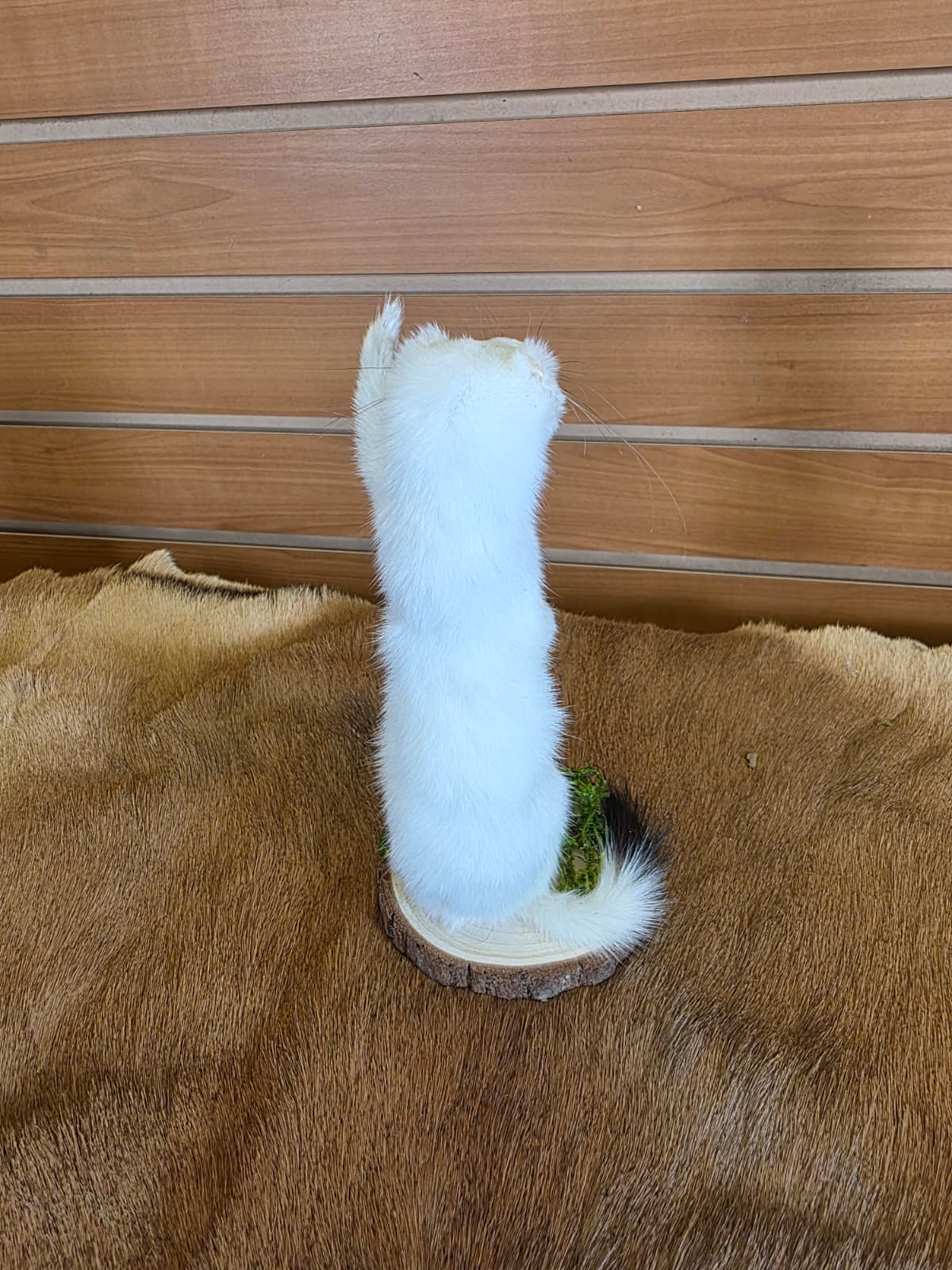 FHCK99 - Beautiful Adorable Weasel Ermine Small Animal Taxidermy