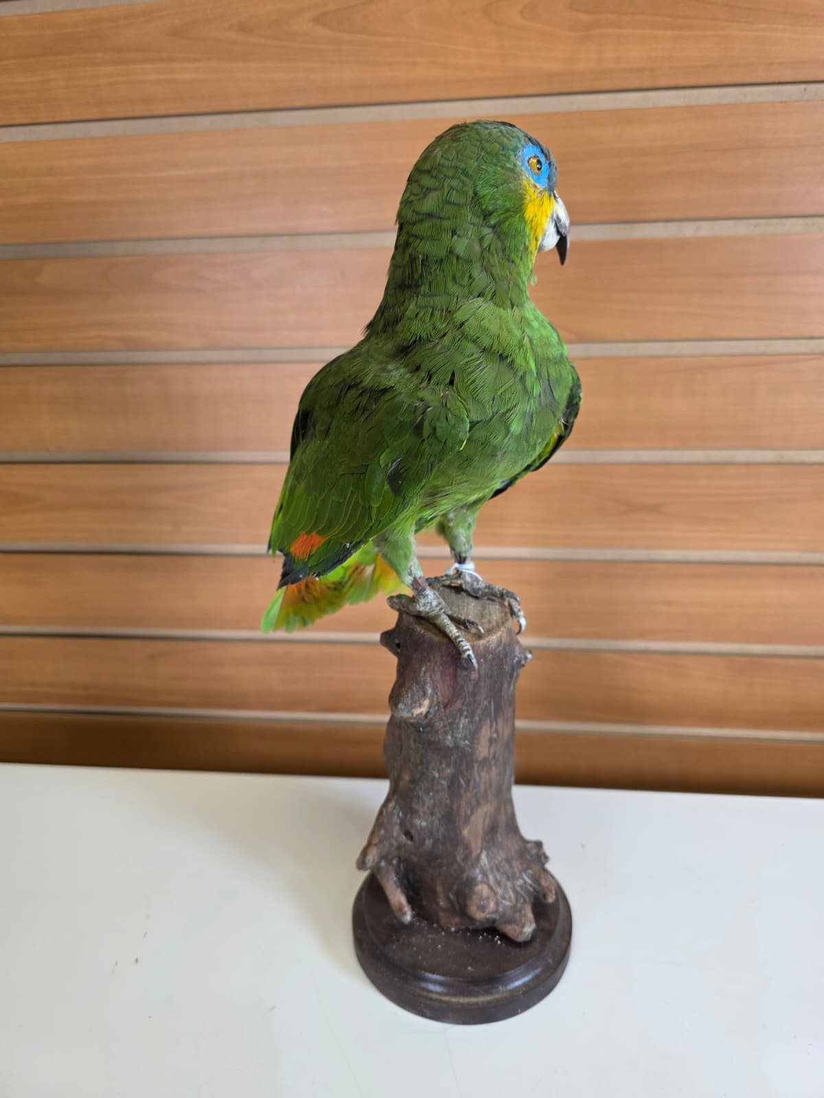 FHBIRD4 - Yellow-headed Amazon Taxidermy Mount