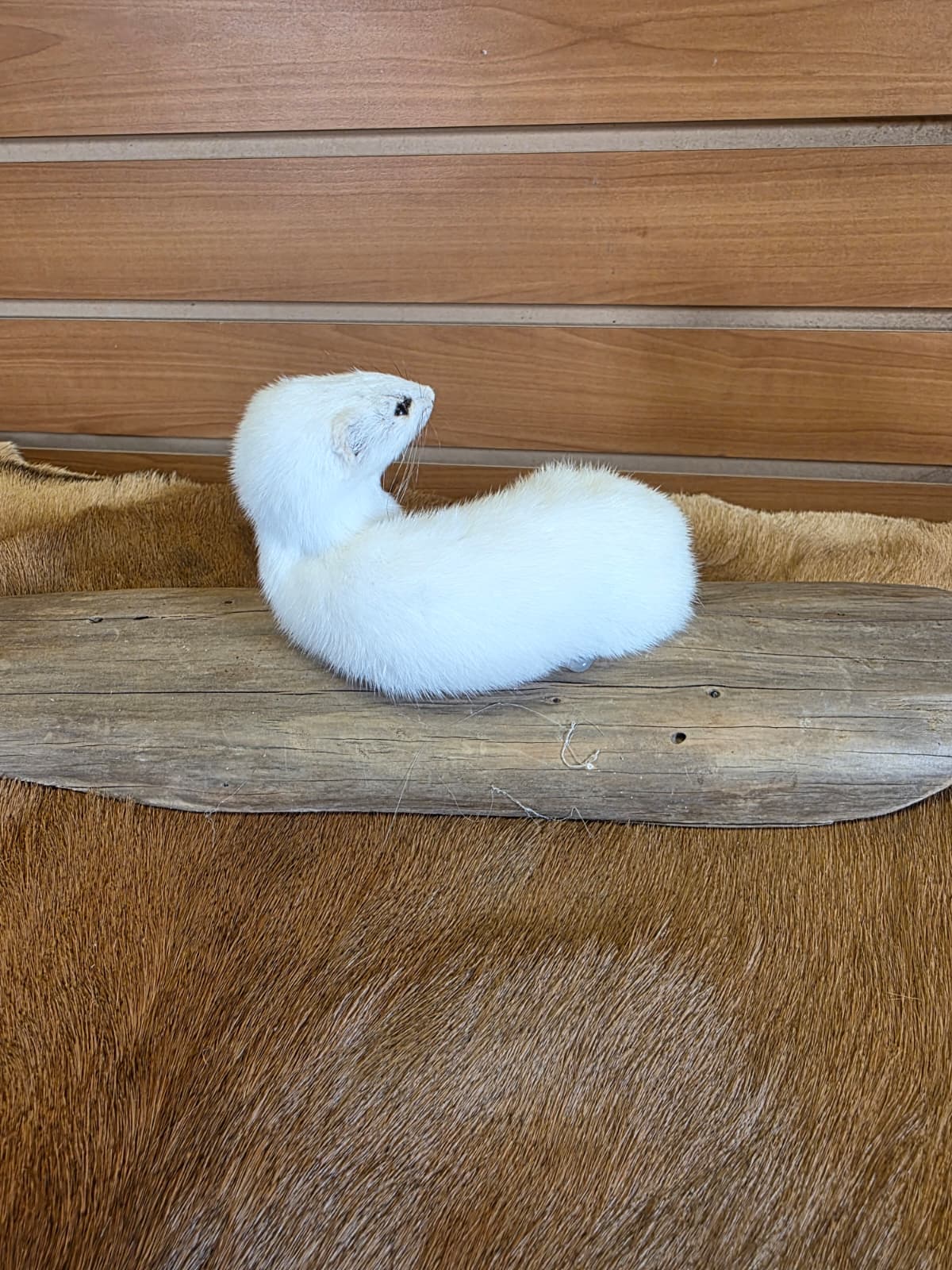 FHCK105 - Beautiful Adorable Weasel Ermine Small Animal Taxidermy