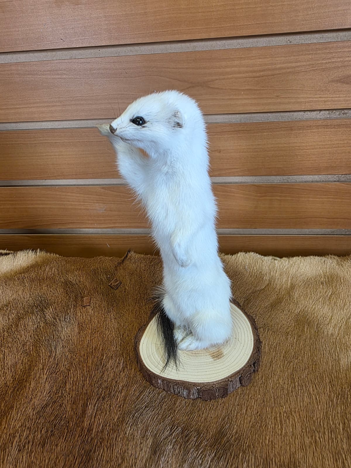 FHCK102 - Beautiful Adorable Weasel Ermine Small Animal Taxidermy