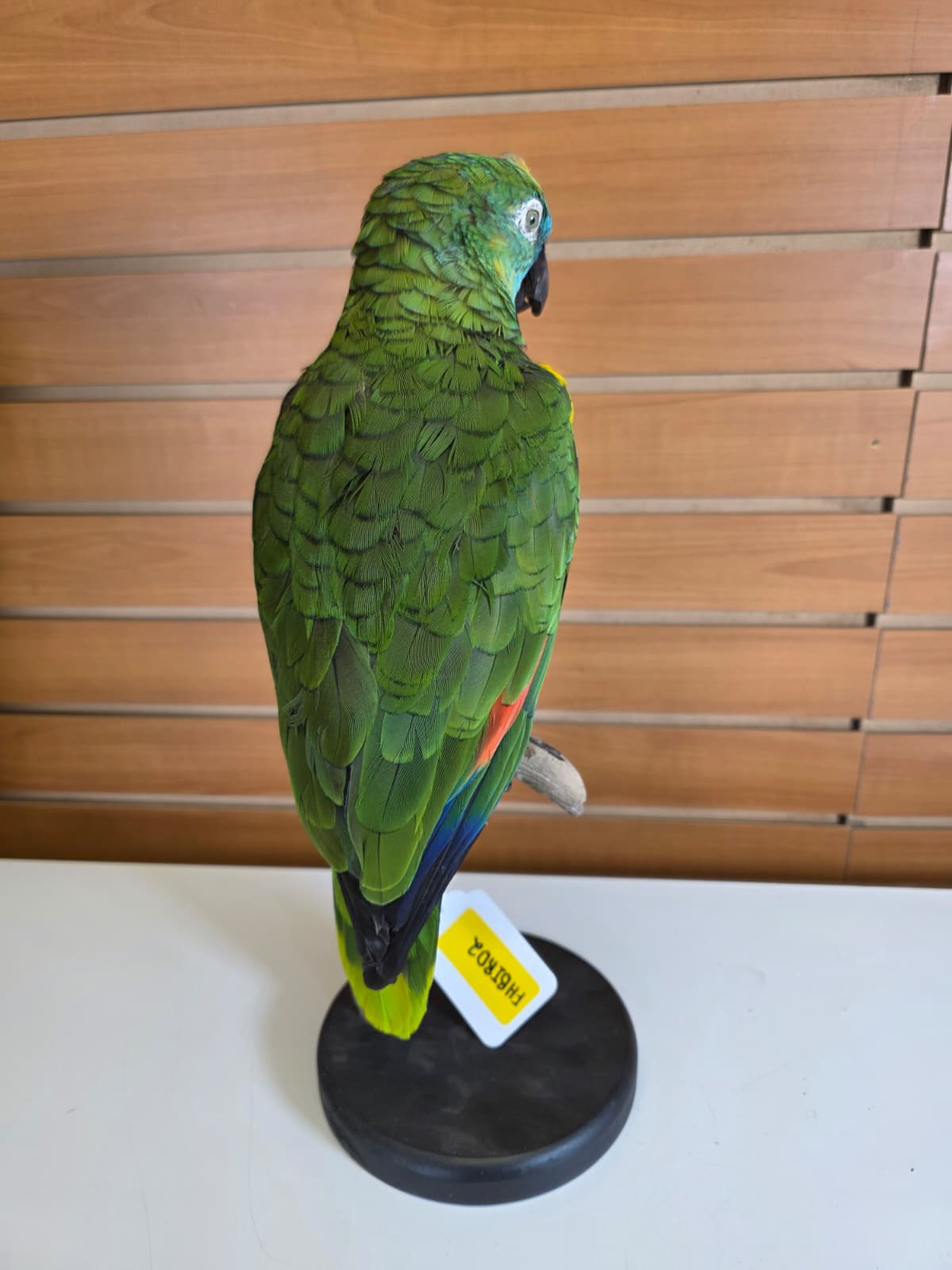 FHBIRD2 - Yellow-headed Amazon Taxidermy Mount