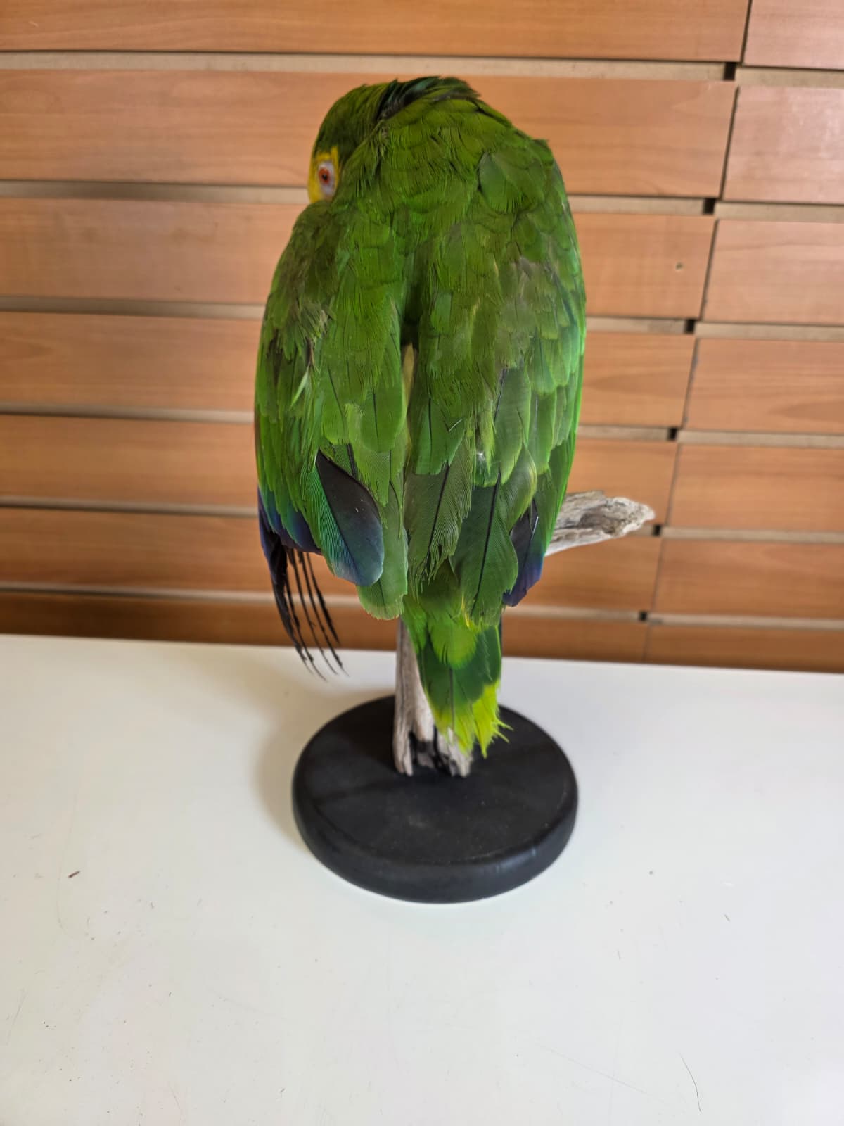 FHBIRD1 - Yellow-headed Amazon Taxidermy Mount