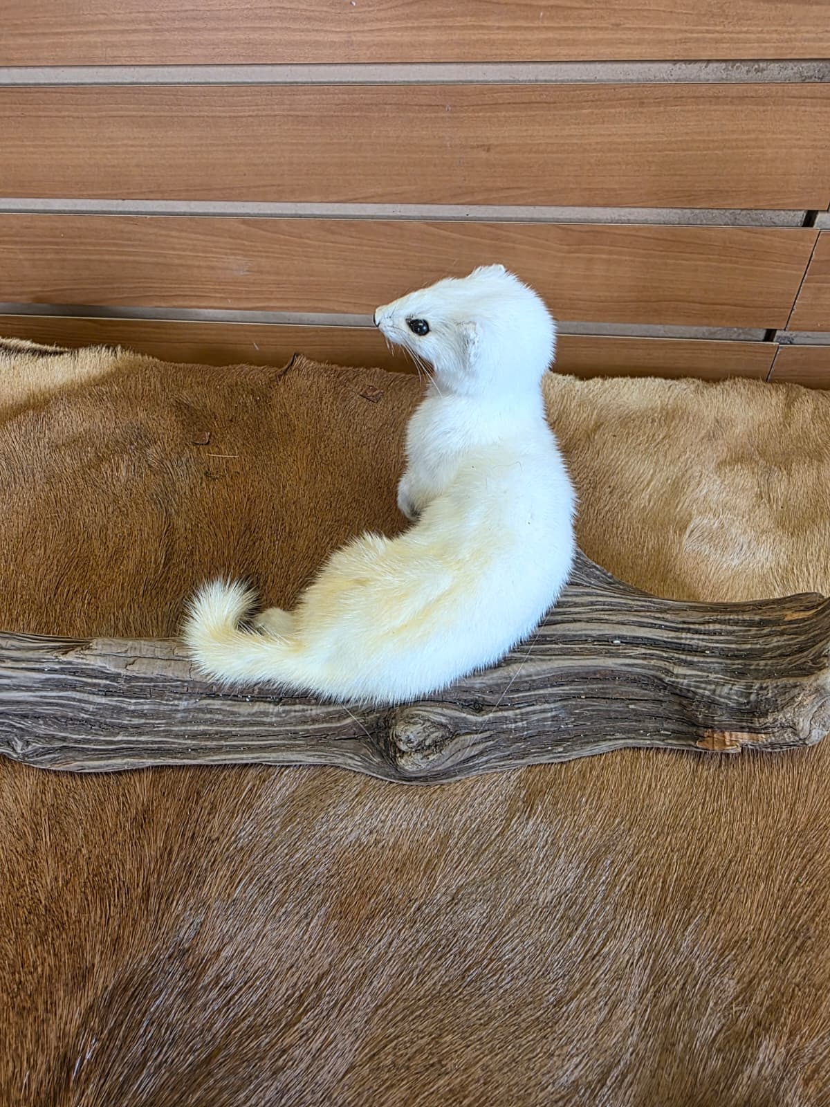 FHCK106 - Beautiful Adorable Weasel Ermine Small Animal Taxidermy