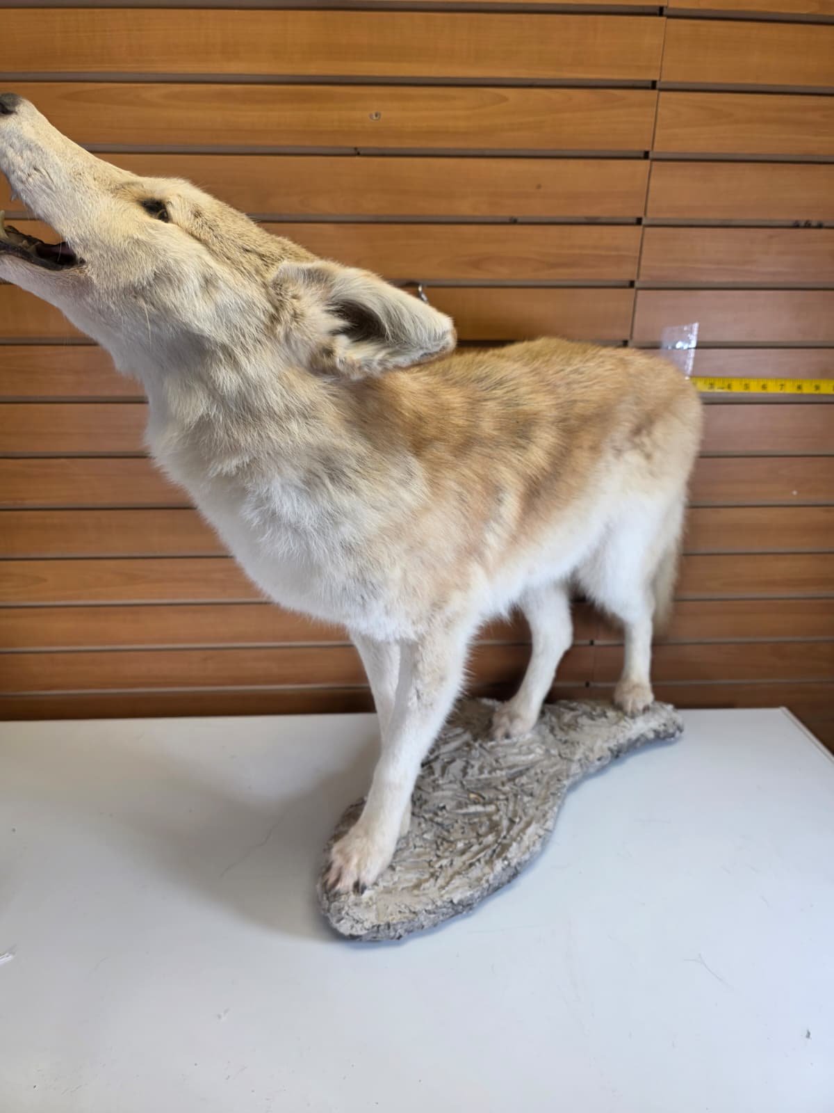 FHAB26 - Coyote Taxidermy Mount