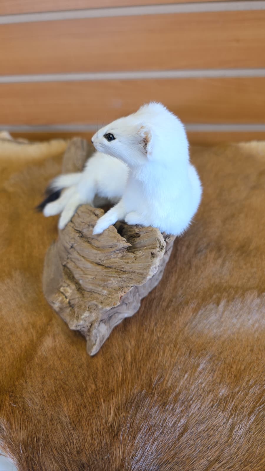 FHCK95 - Beautiful Adorable Weasel Ermine Small Animal Taxidermy