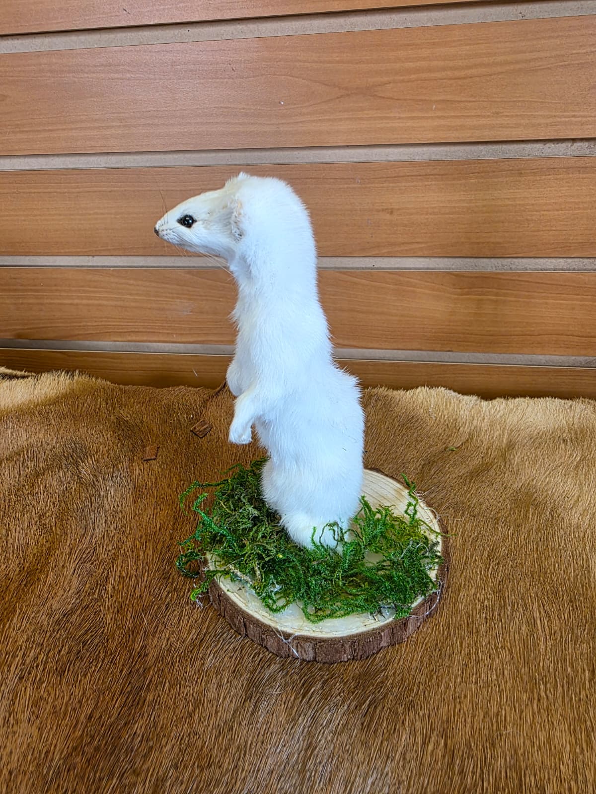 FHCK100 - Beautiful Adorable Weasel Ermine Small Animal Taxidermy